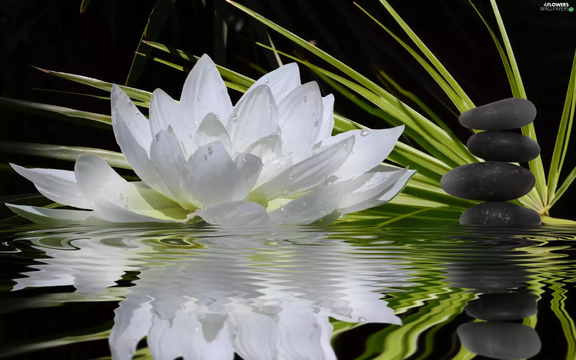 White, water, reflection, Lily