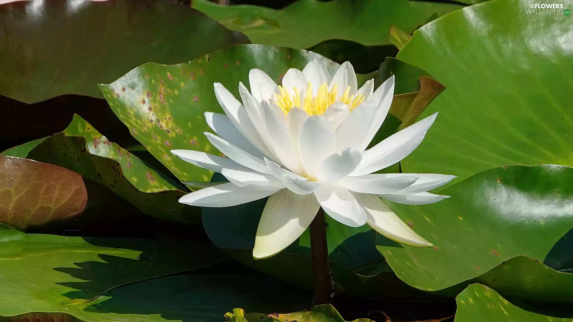 Colourfull Flowers, water-lily, Leaf, White