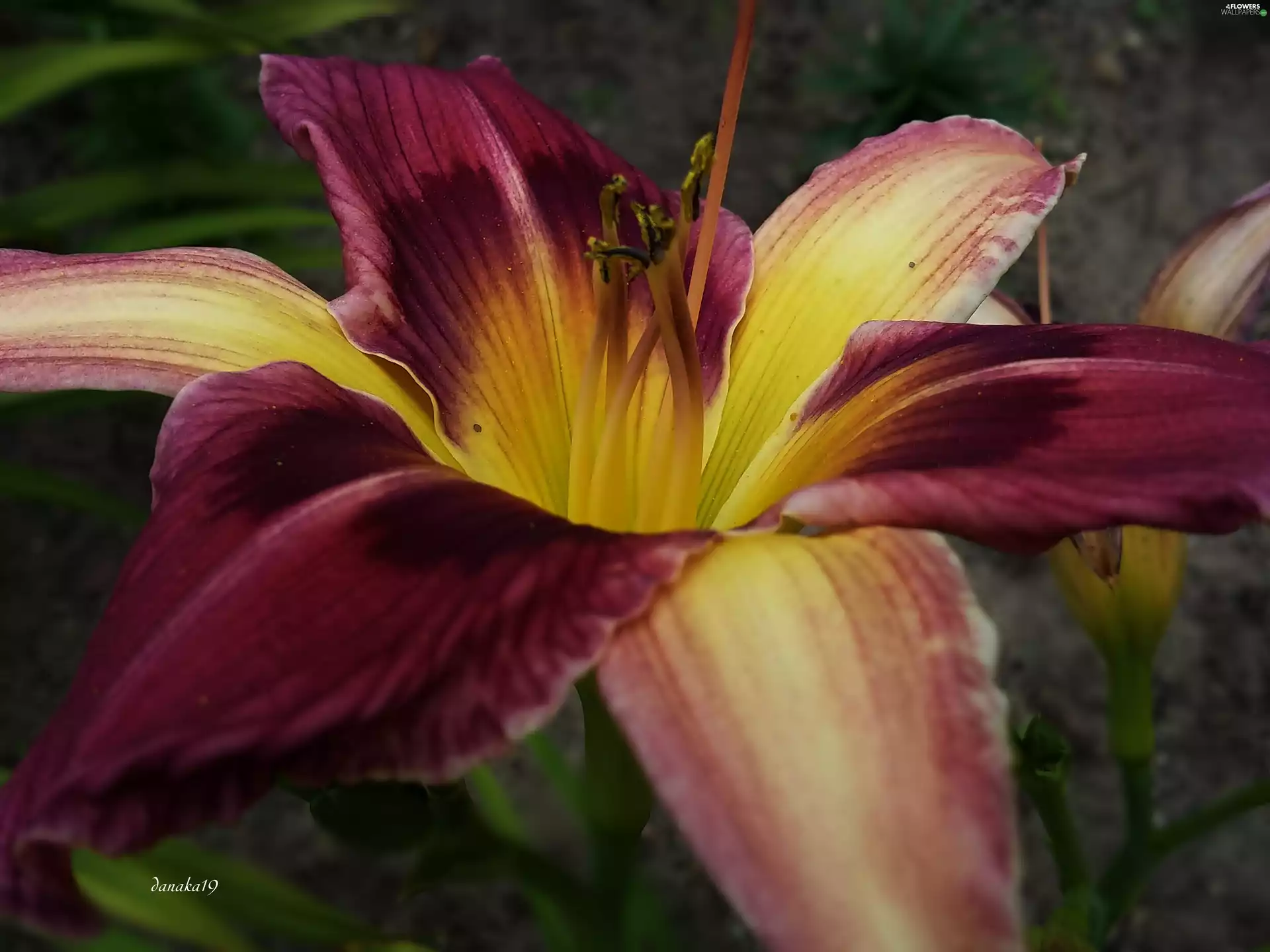 lily, maroon, Yellow