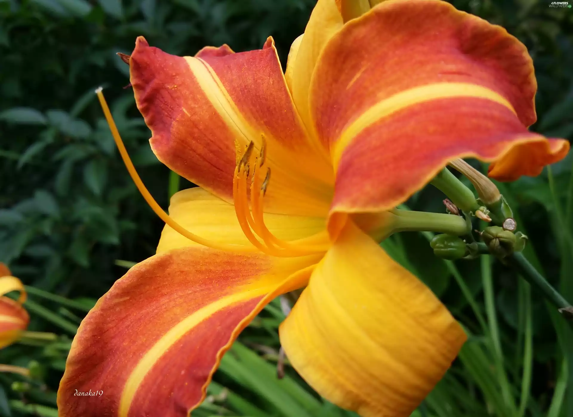 lily, orange, Yellow