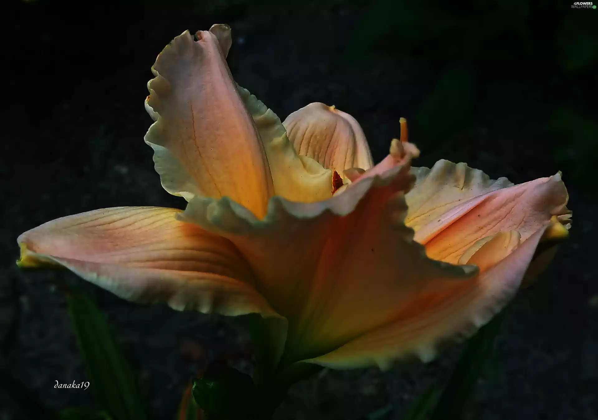lily, pink, Yellow