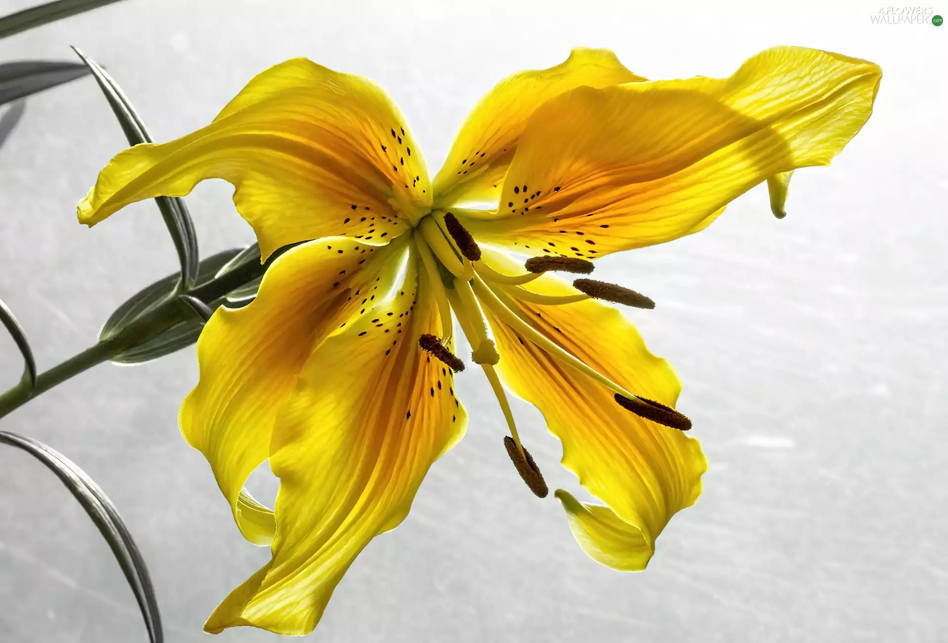 Yellow Honda, Tiger lily