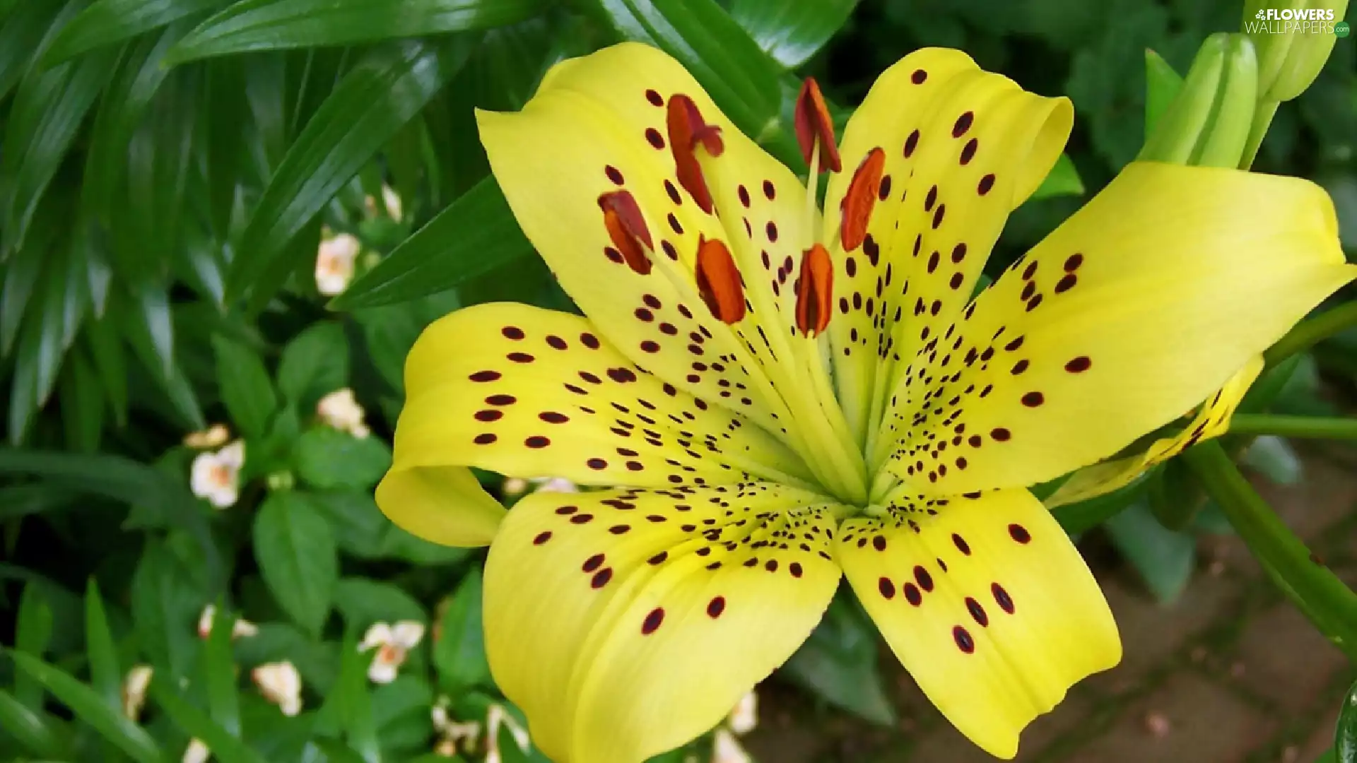 Yellow Honda, Tiger lily