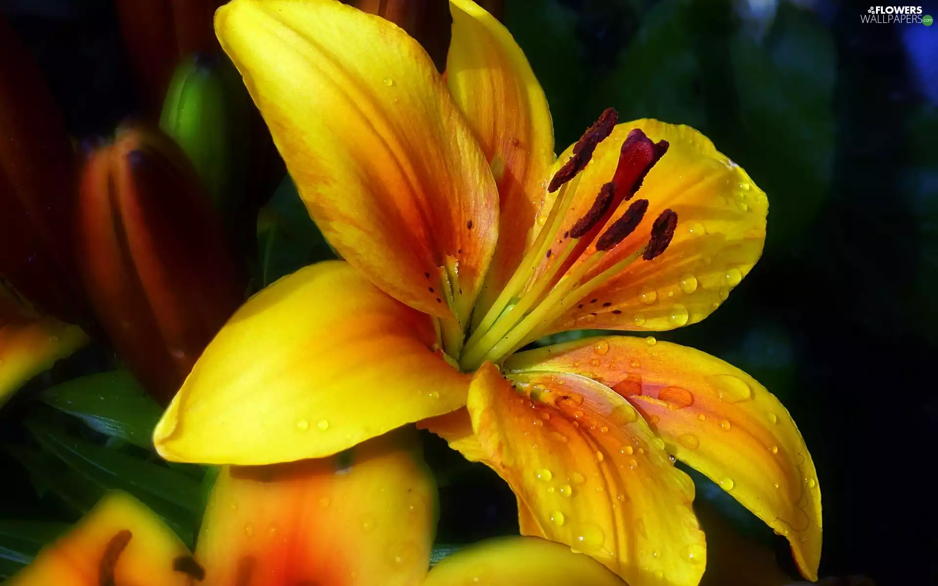 Yellow Honda, Tiger lily