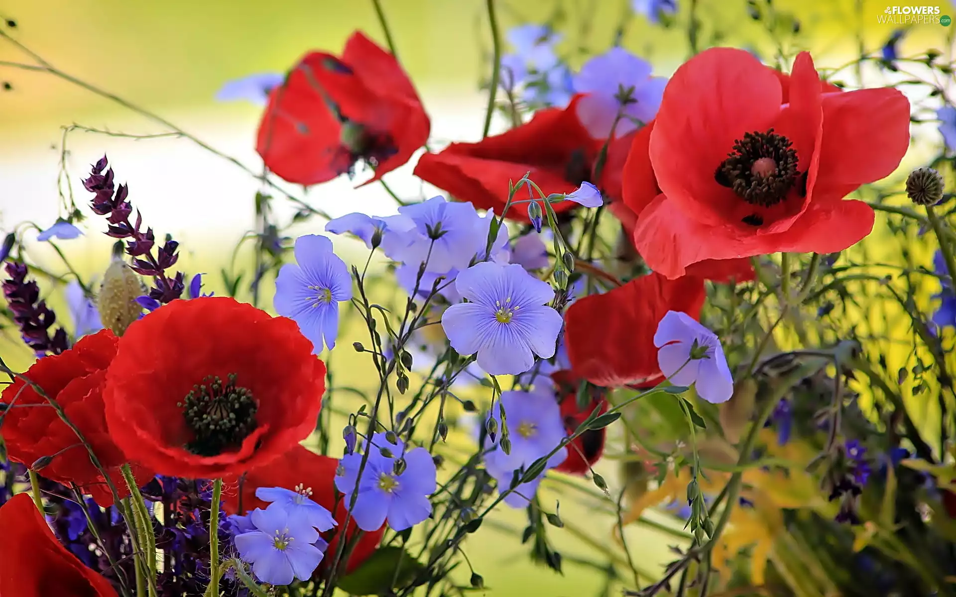 linen, Flowers, papavers