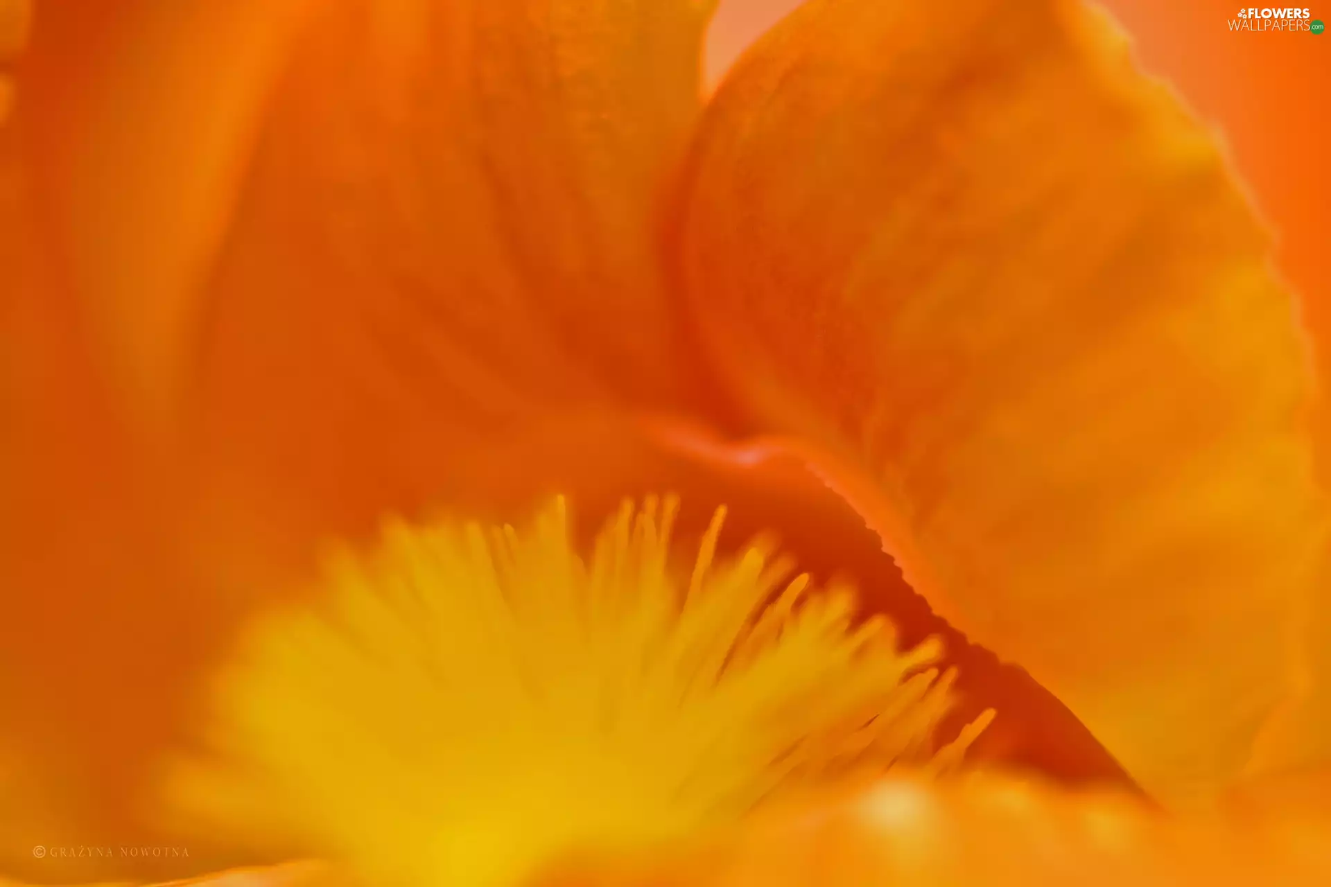 lips, iris, interior