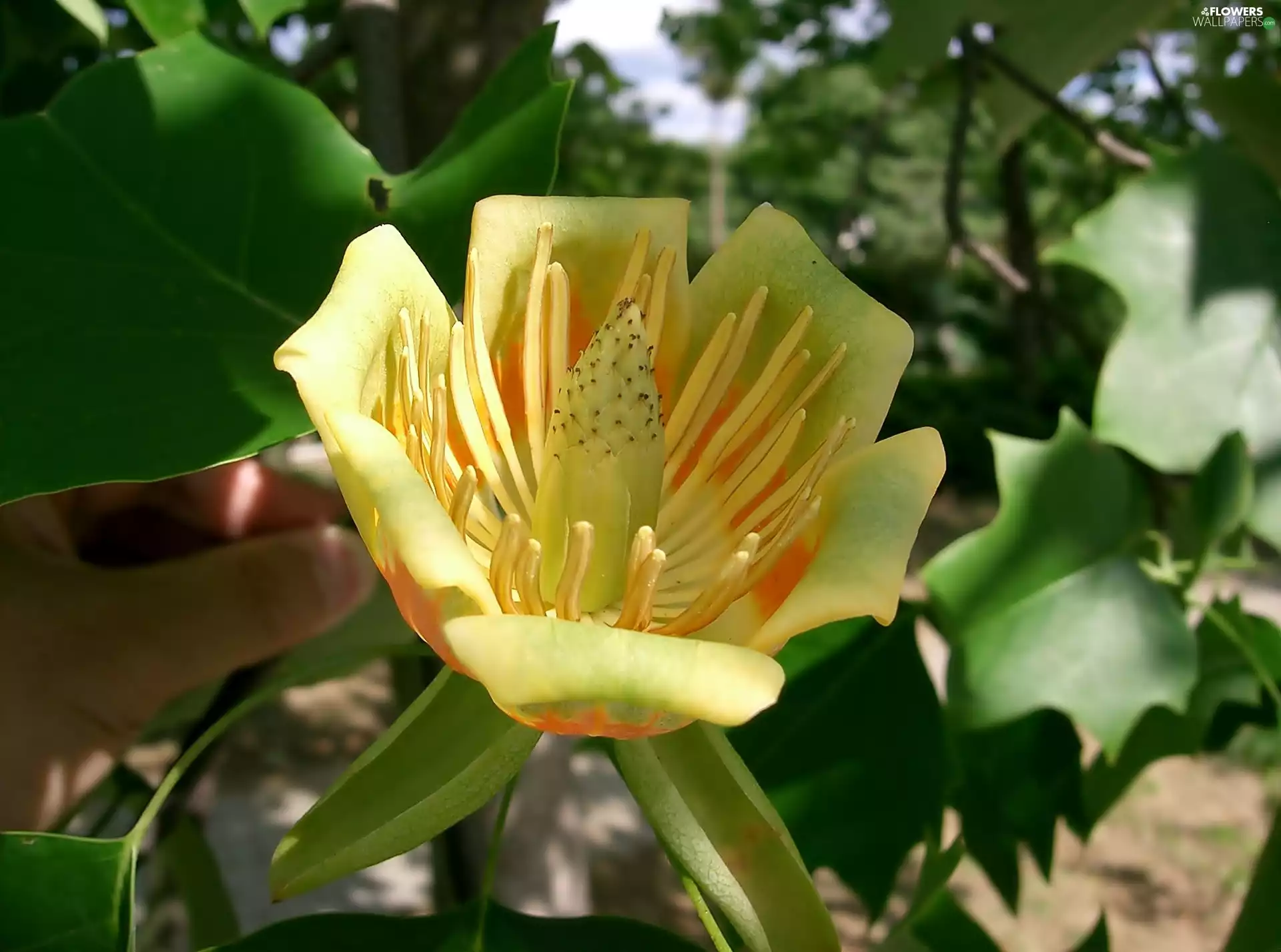 flower, Colourfull Flowers, Liriodendron