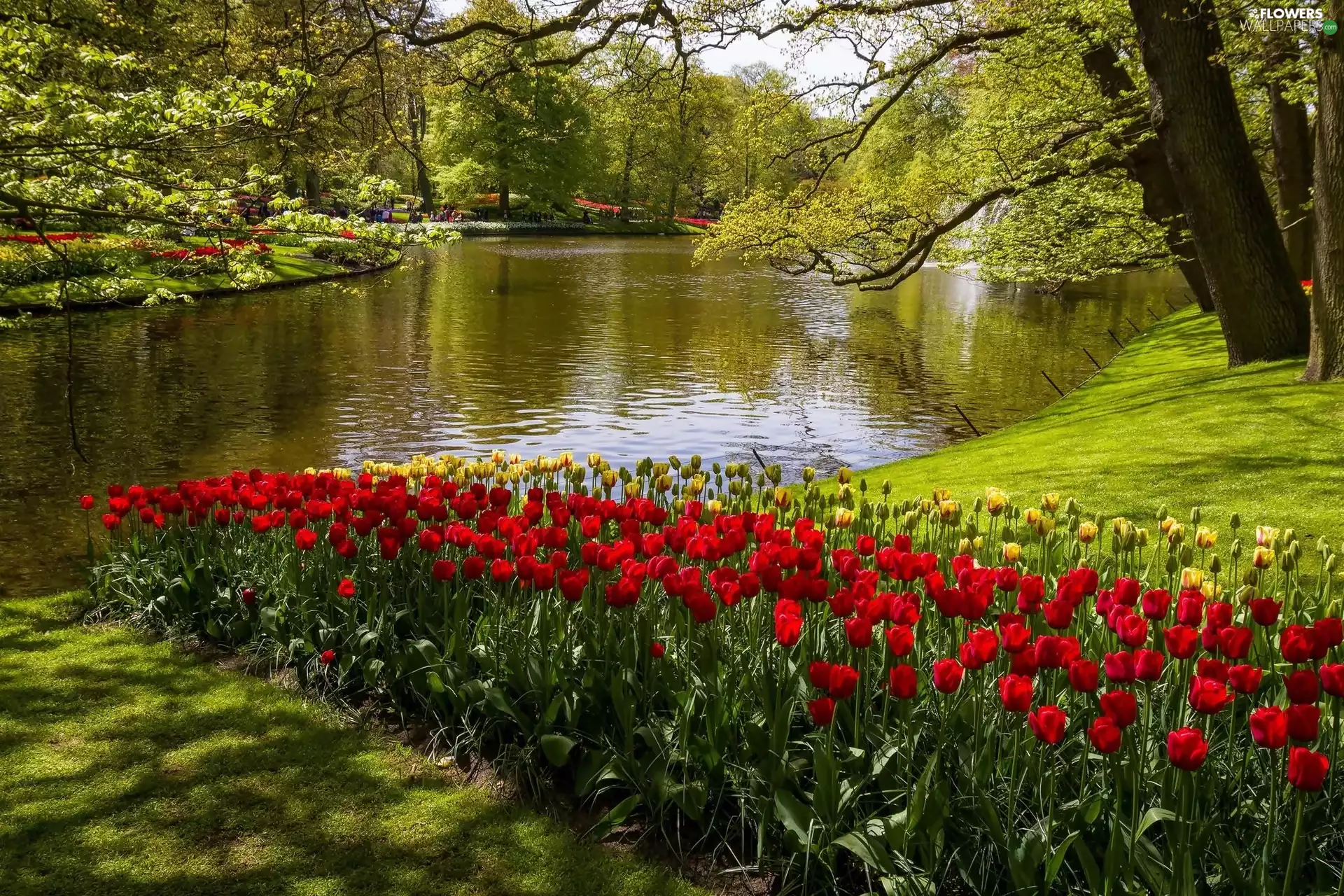 Park, Kaukenhof, Netherlands, ##, Spring, River, Tulips, Lisse