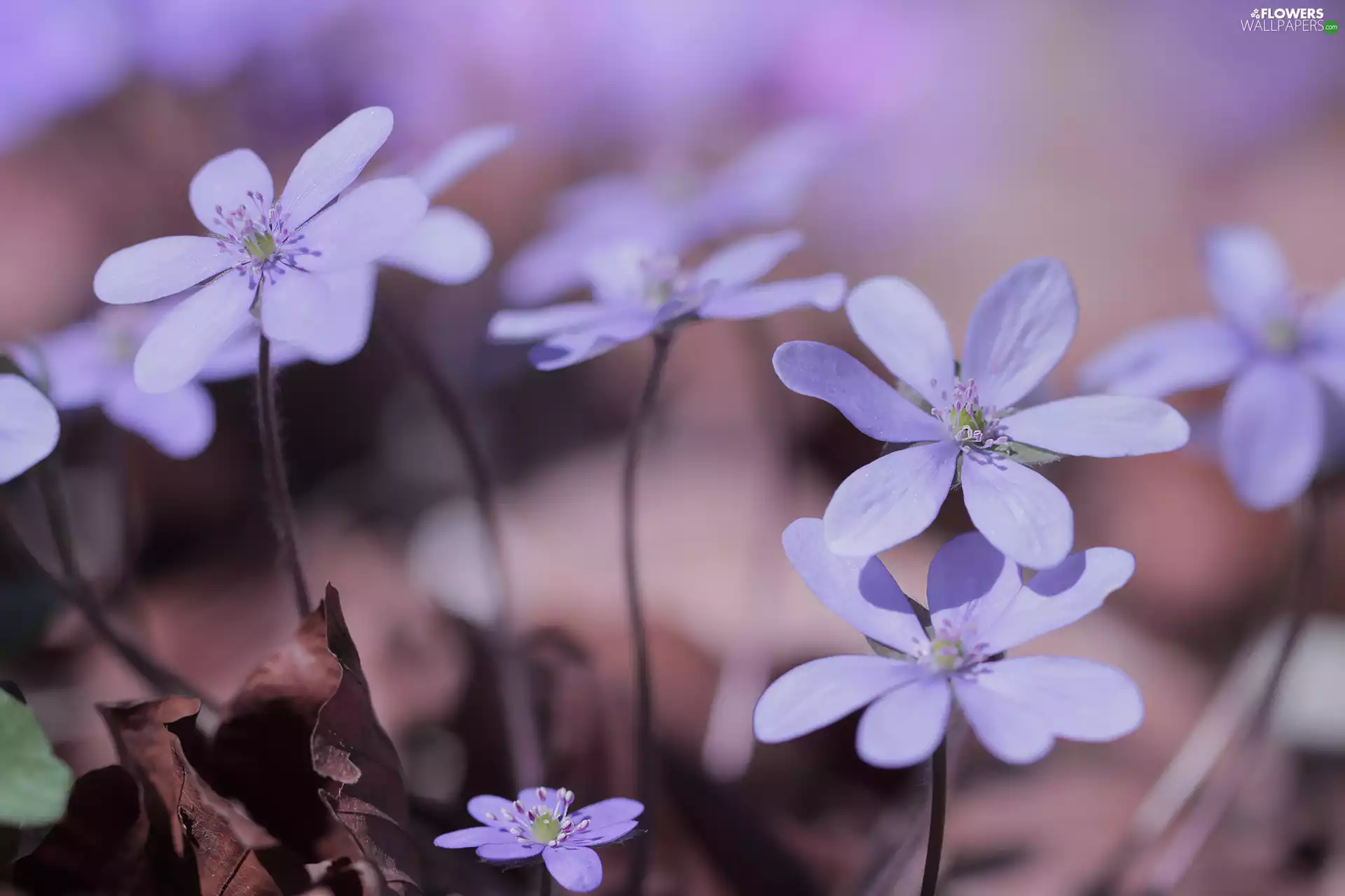 Liverworts, developed, Blue