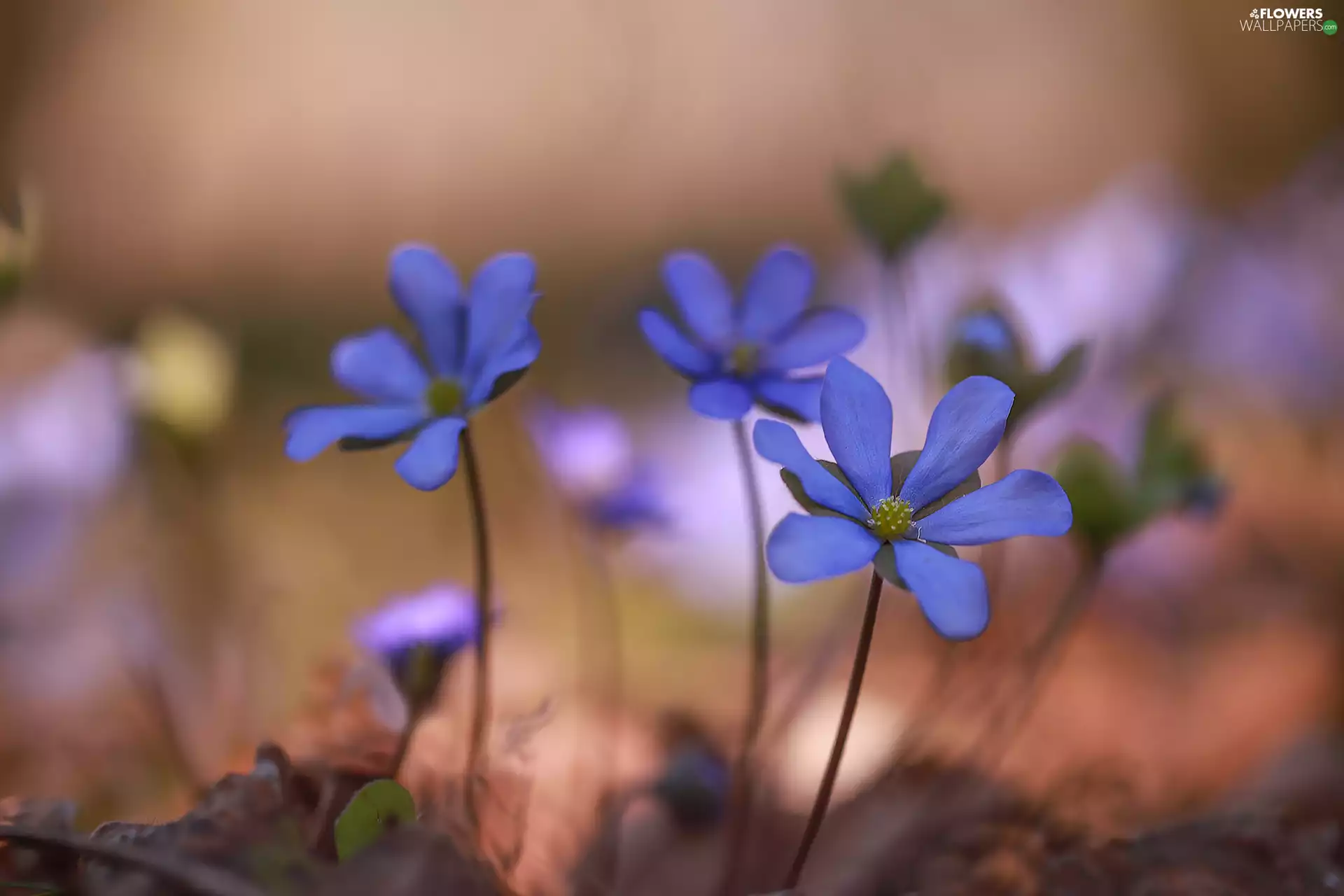 Blue, Three, Flowers, Liverworts