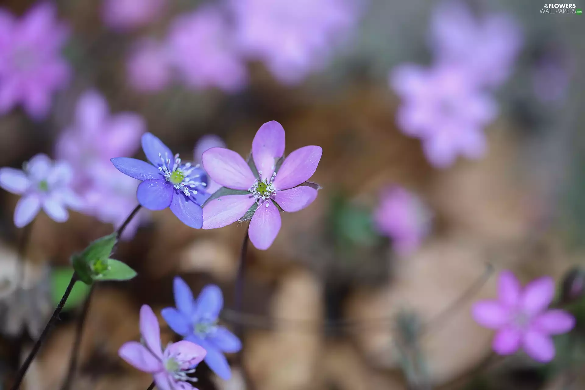 Flowers, Liverworts, Blue, Hepatica, Pink
