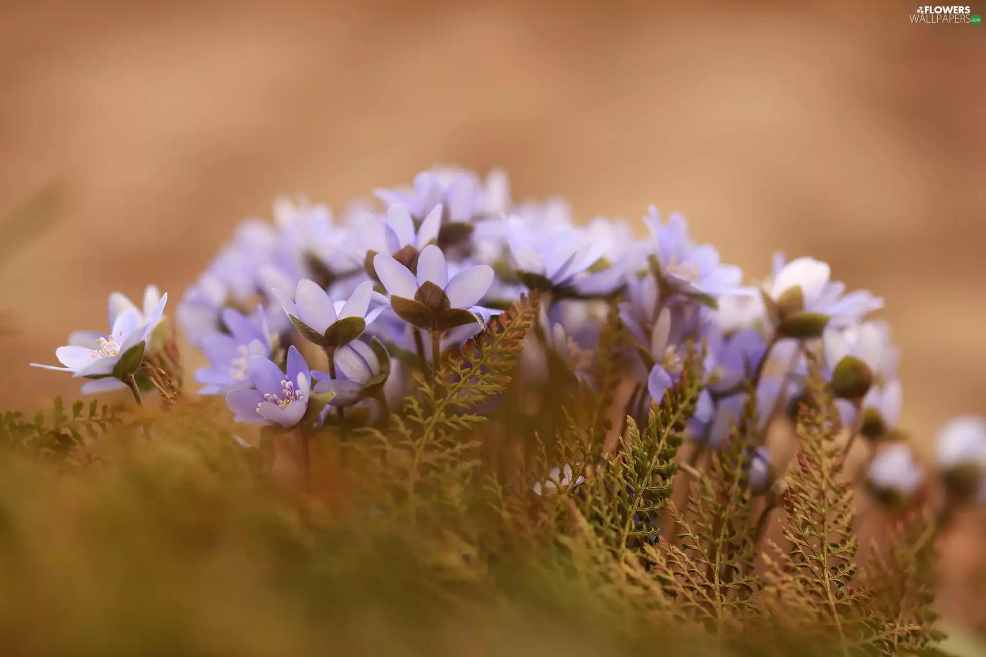 cluster, lilac, Flowers, Liverworts