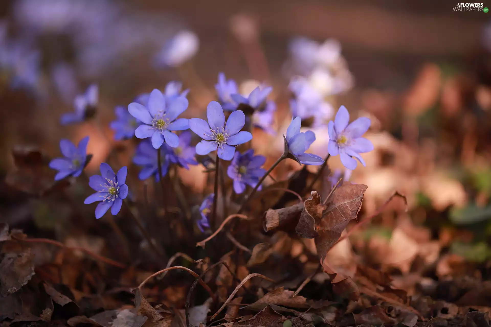 cluster, purple, Flowers, Liverworts