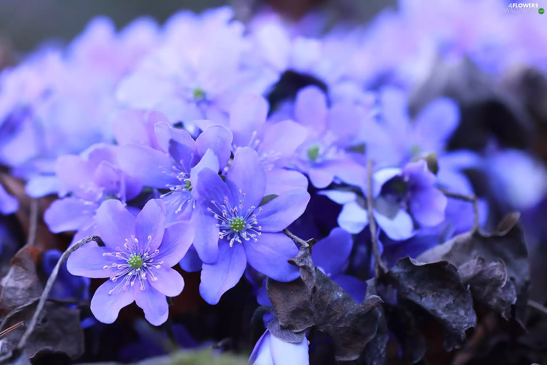 developed, Blue, Flowers, Liverworts