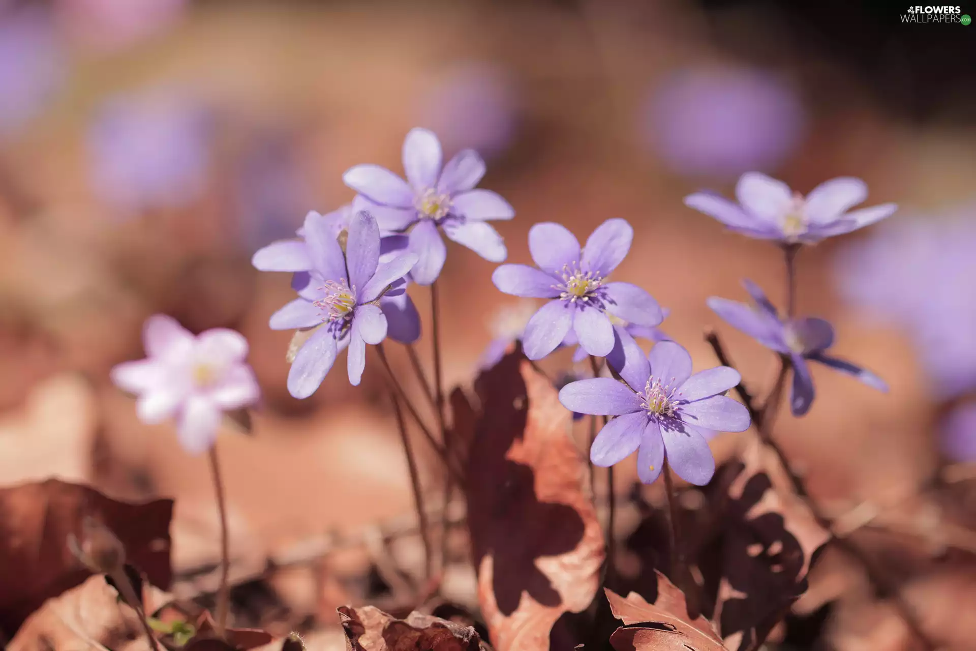 developed, lilac, Flowers, Liverworts