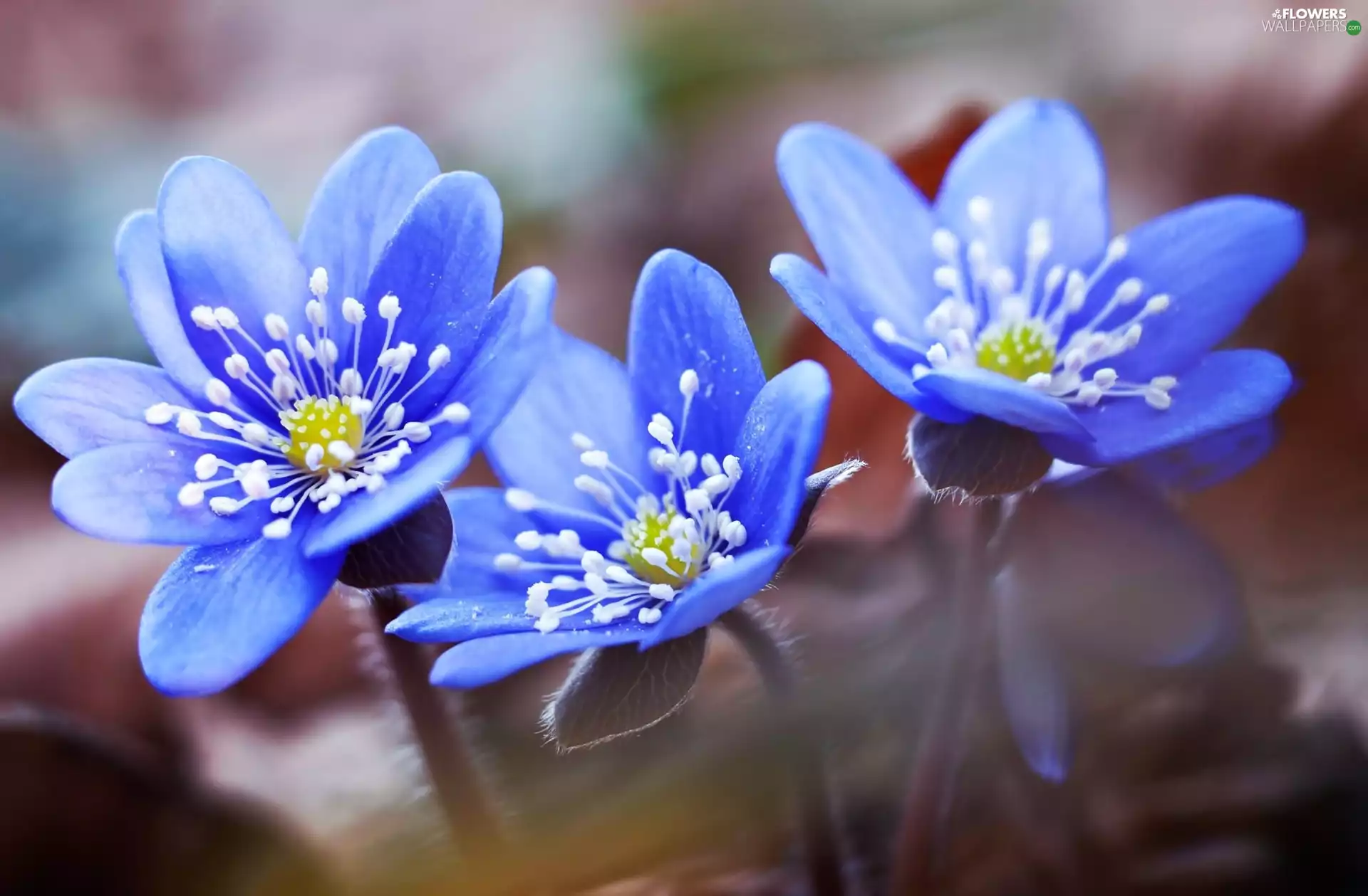 Liverworts, Blue, Flowers