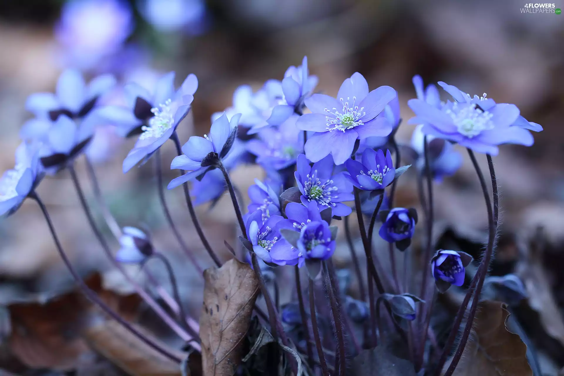 Liverworts, Blue, Flowers