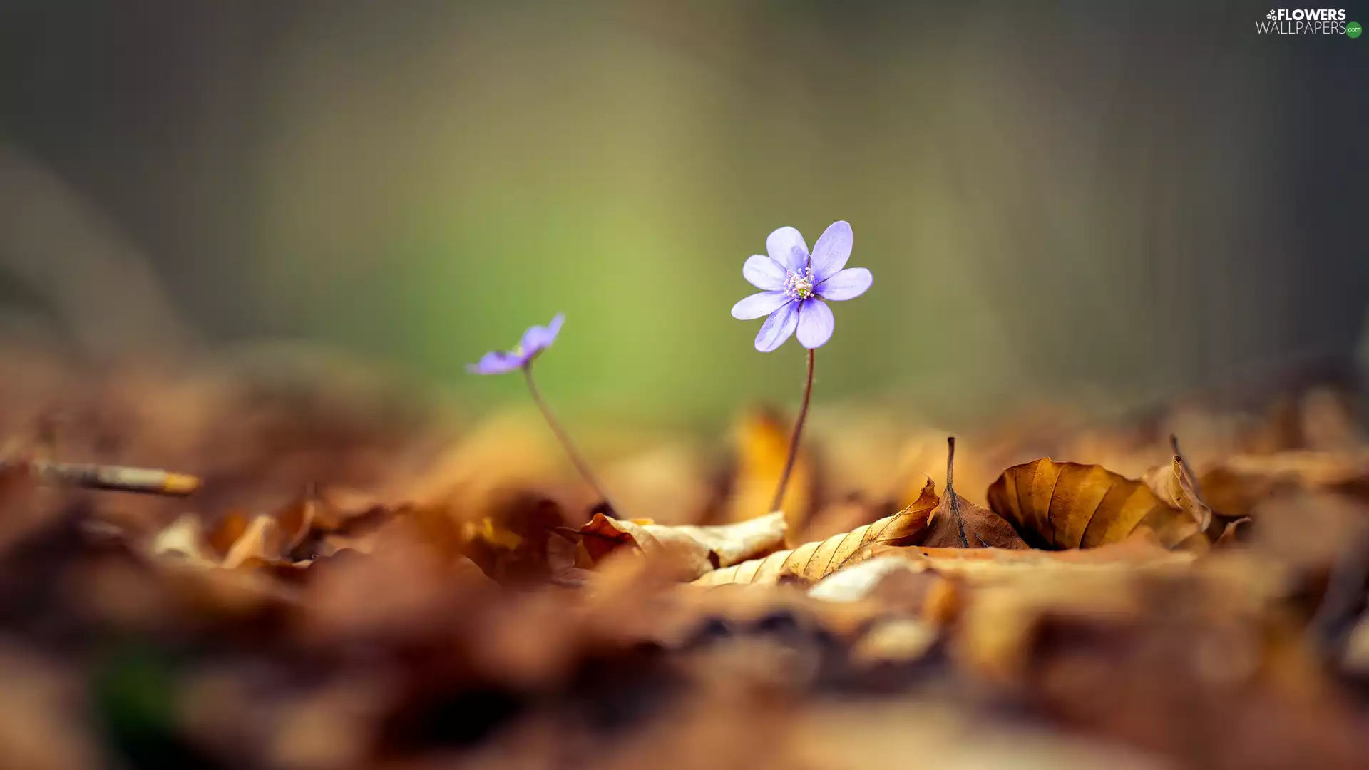 Flowers, dry, Leaf, Liverworts