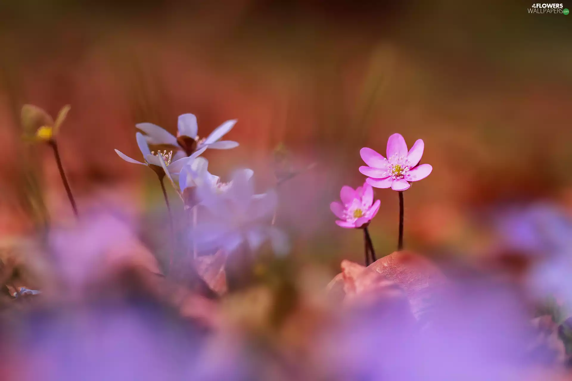 Liverworts, Pink, Flowers