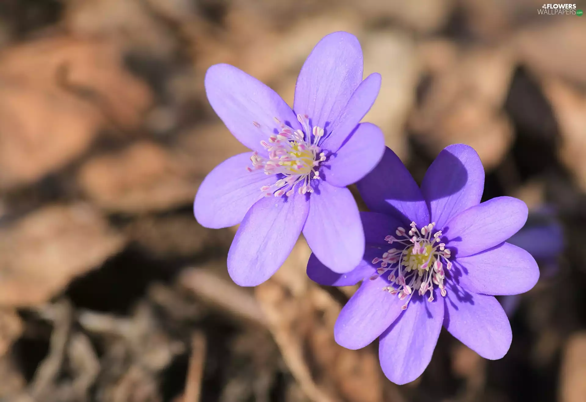 Liverworts, purple, Flowers