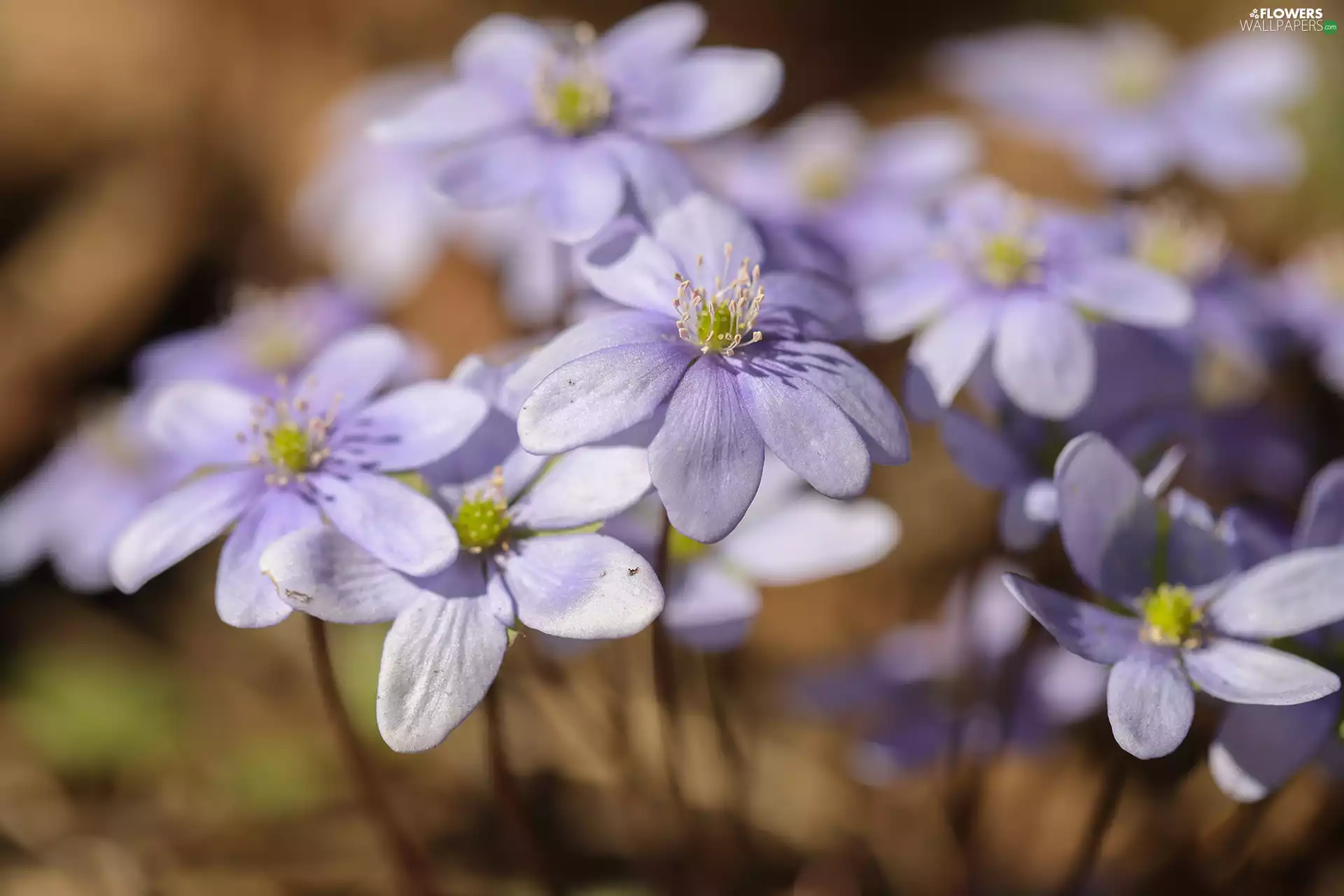 Liverworts, Flowers