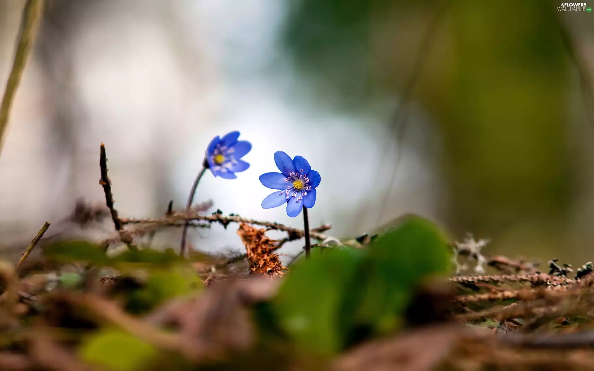 Liverworts, Spring, forest
