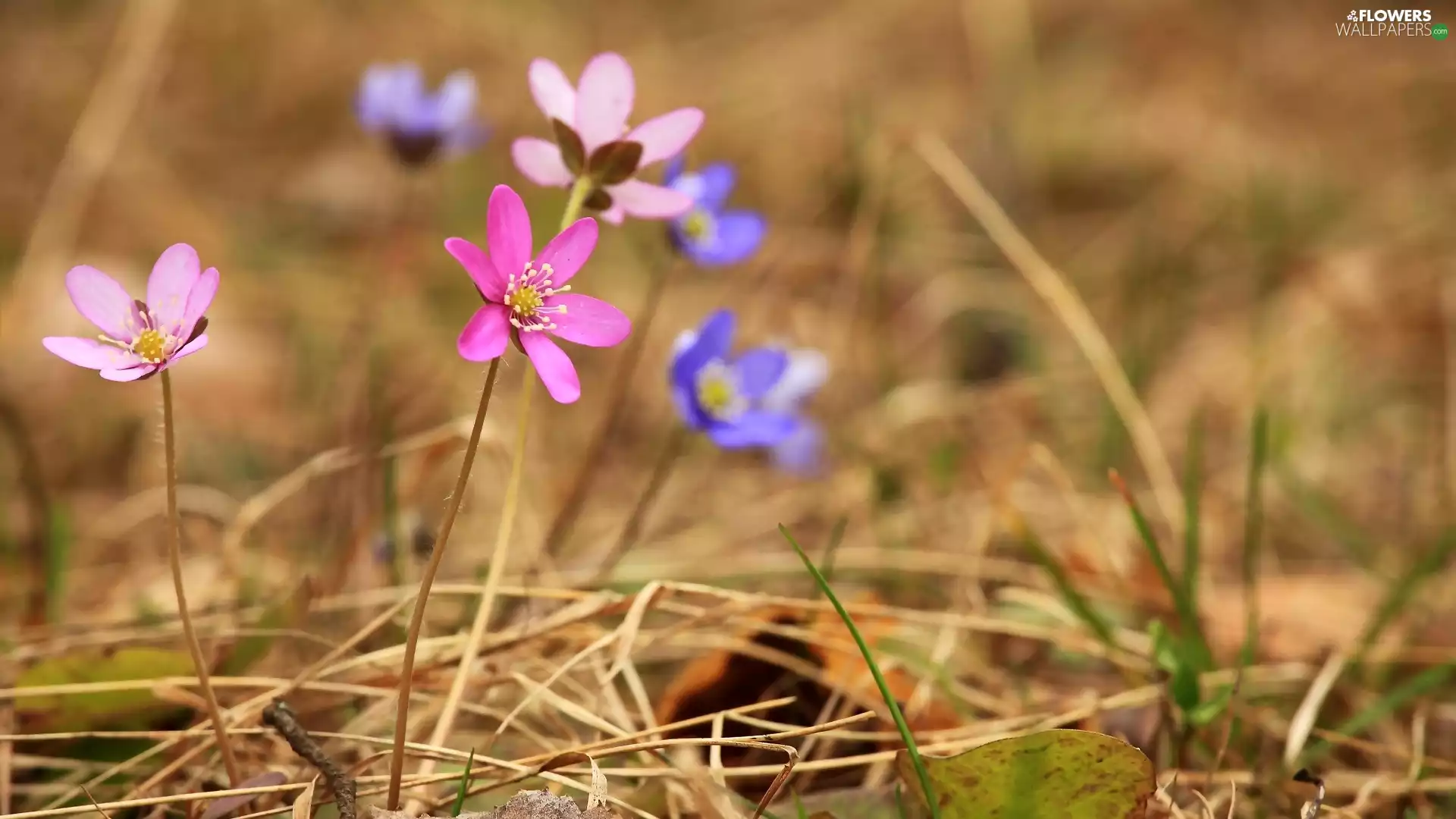 Liverworts, grass