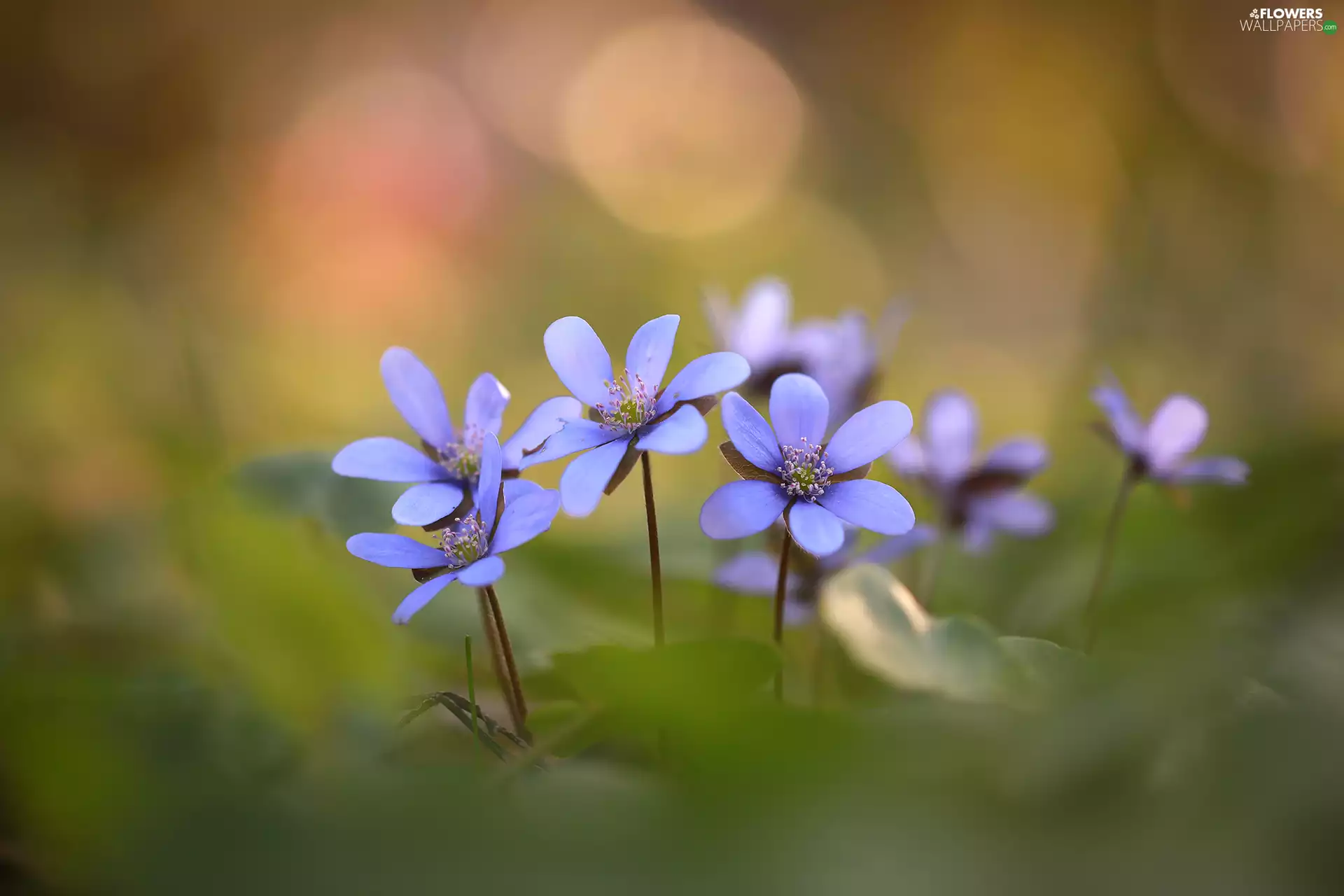 Flowers, blurry background, Liverworts, developed, lilac