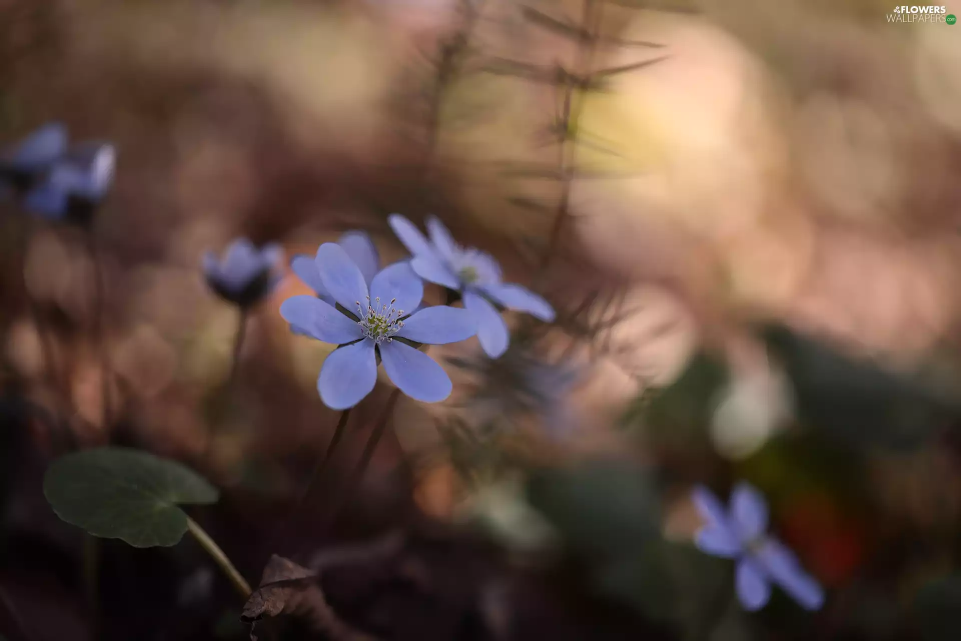 lilac, rapprochement, Flowers, Liverworts