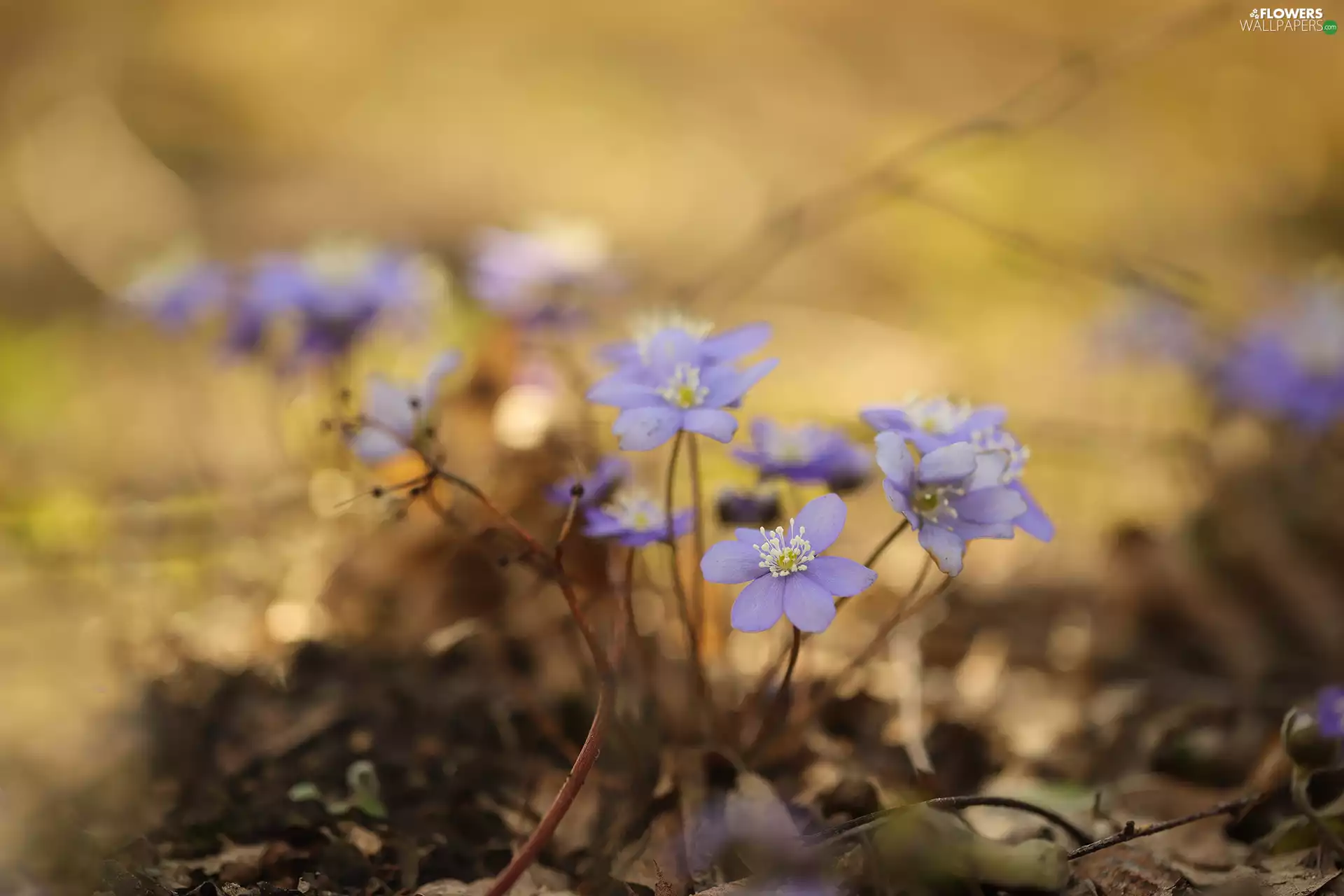 Liverworts, Flowers, lilac