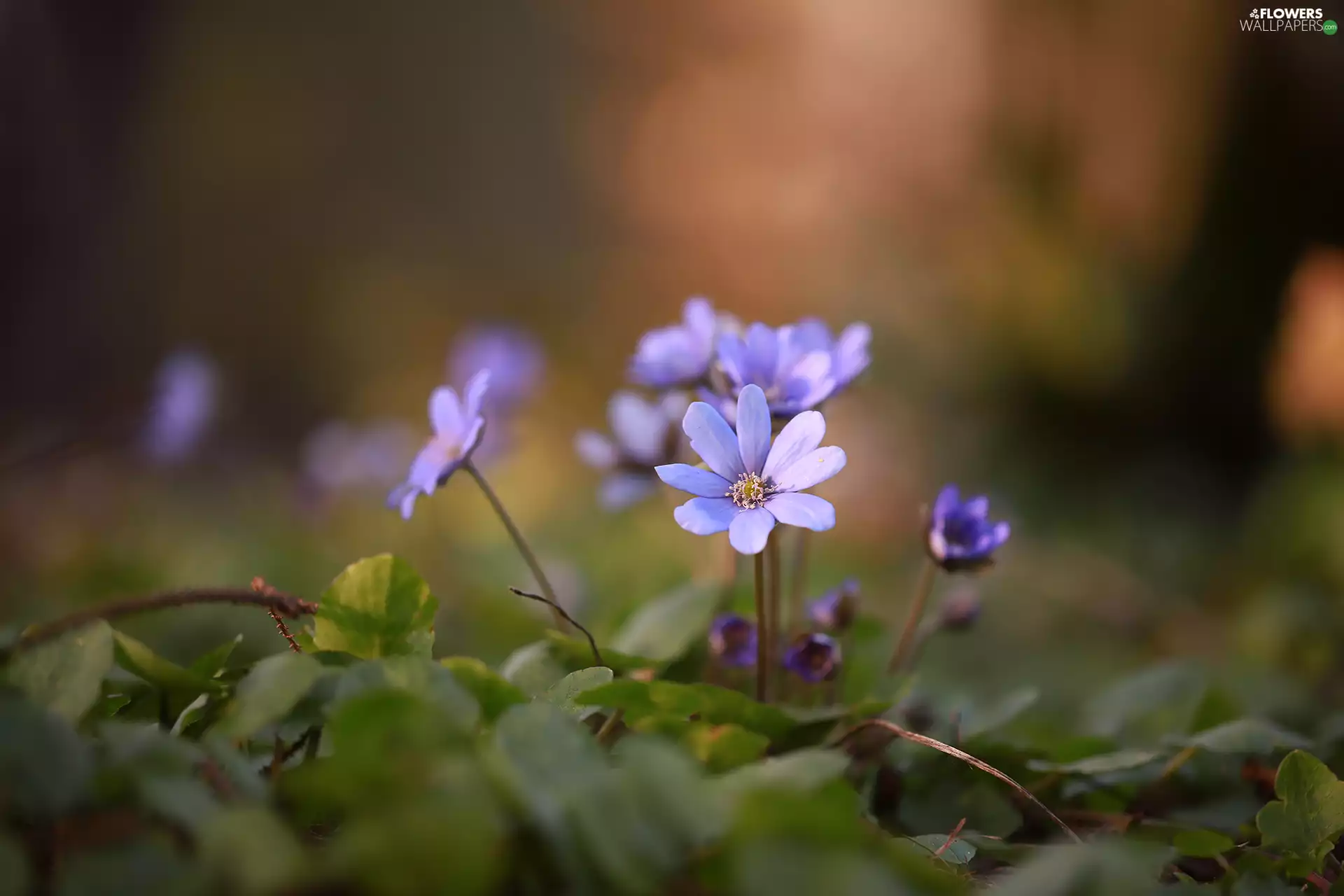 lilac, Flowers, Leaf, Liverworts