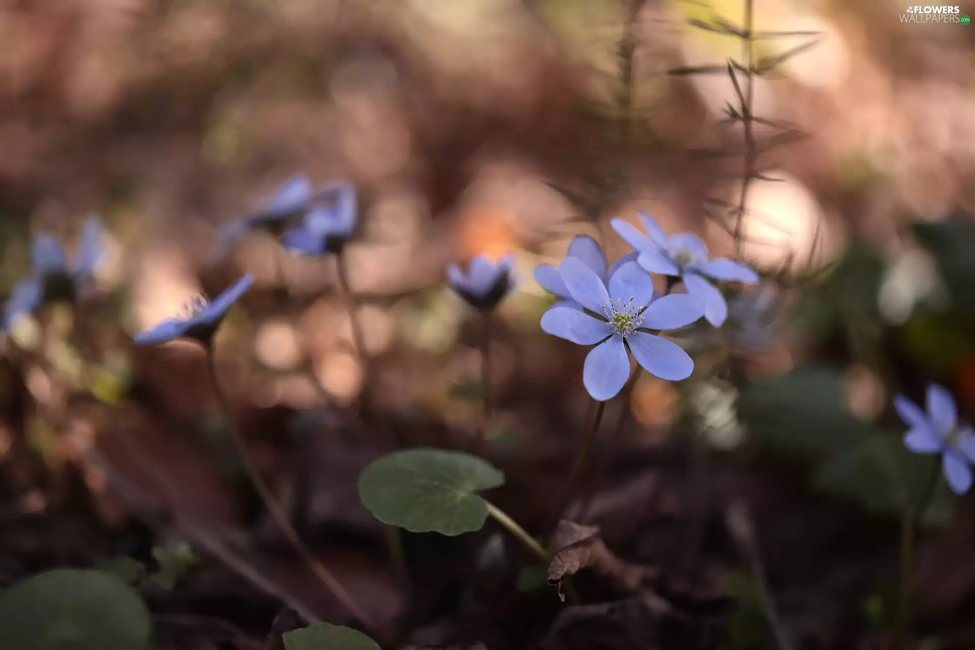 lilac, Flowers, Spring, Liverworts