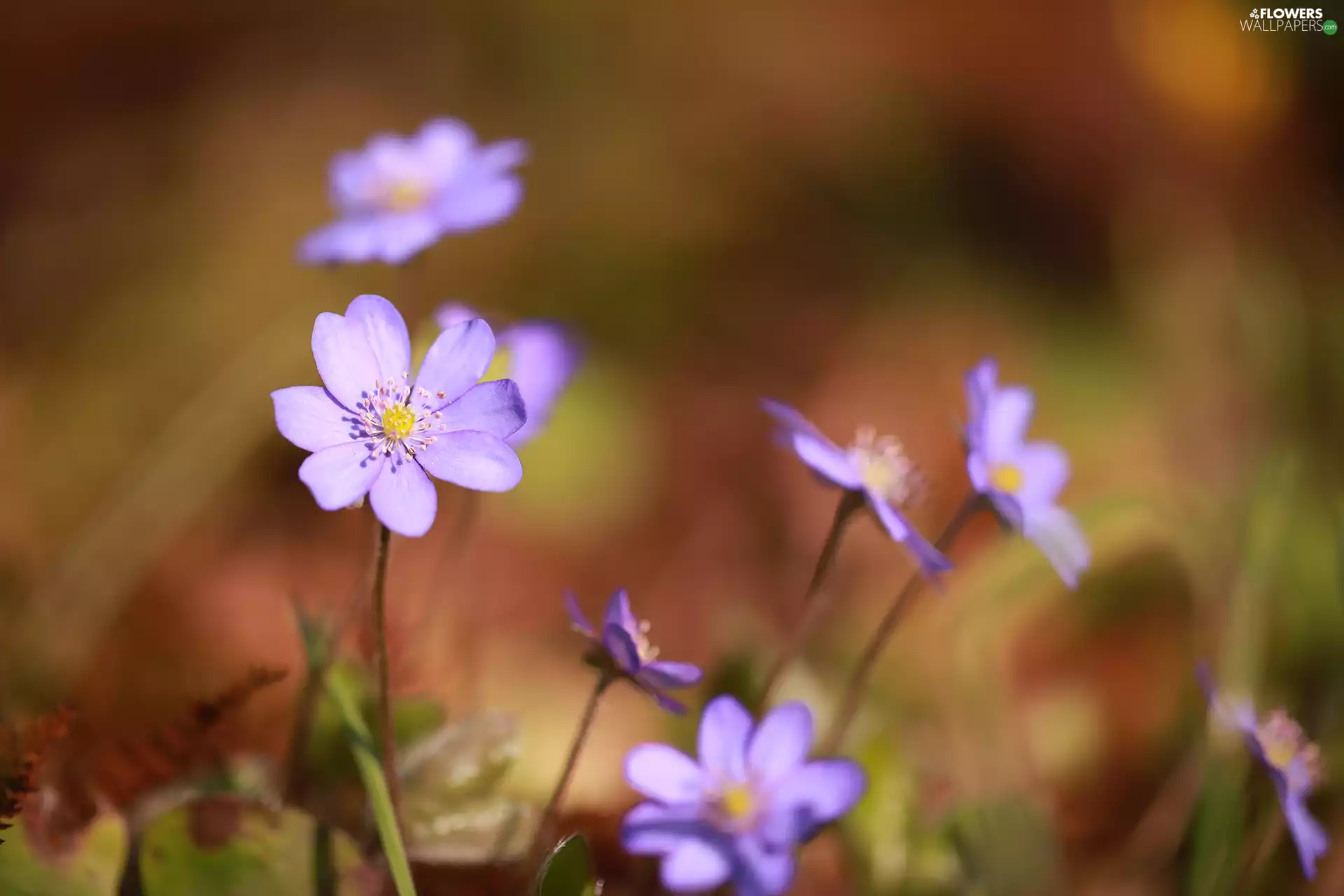 purple, rapprochement, Flowers, Liverworts