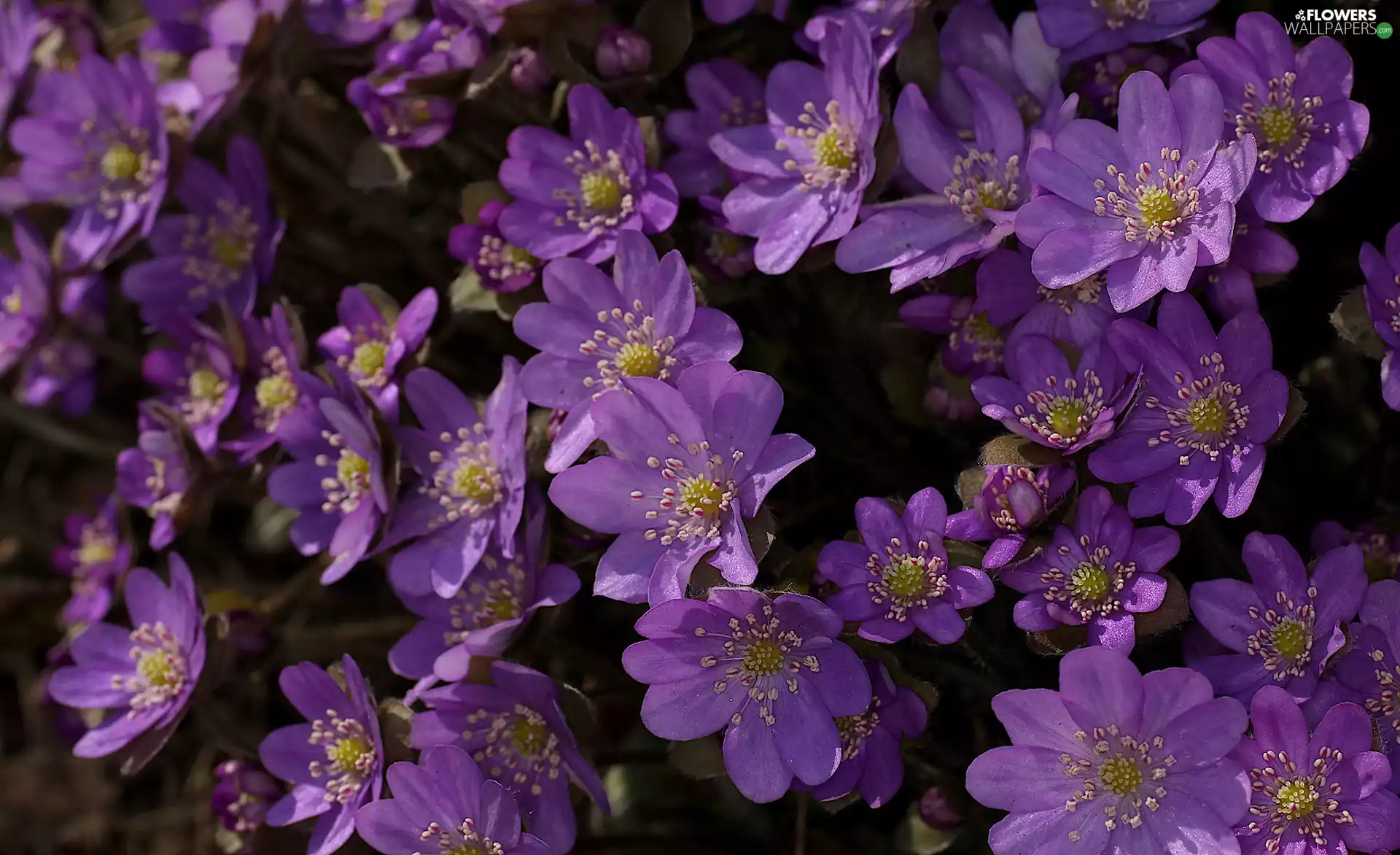 Liverworts, Flowers, purple