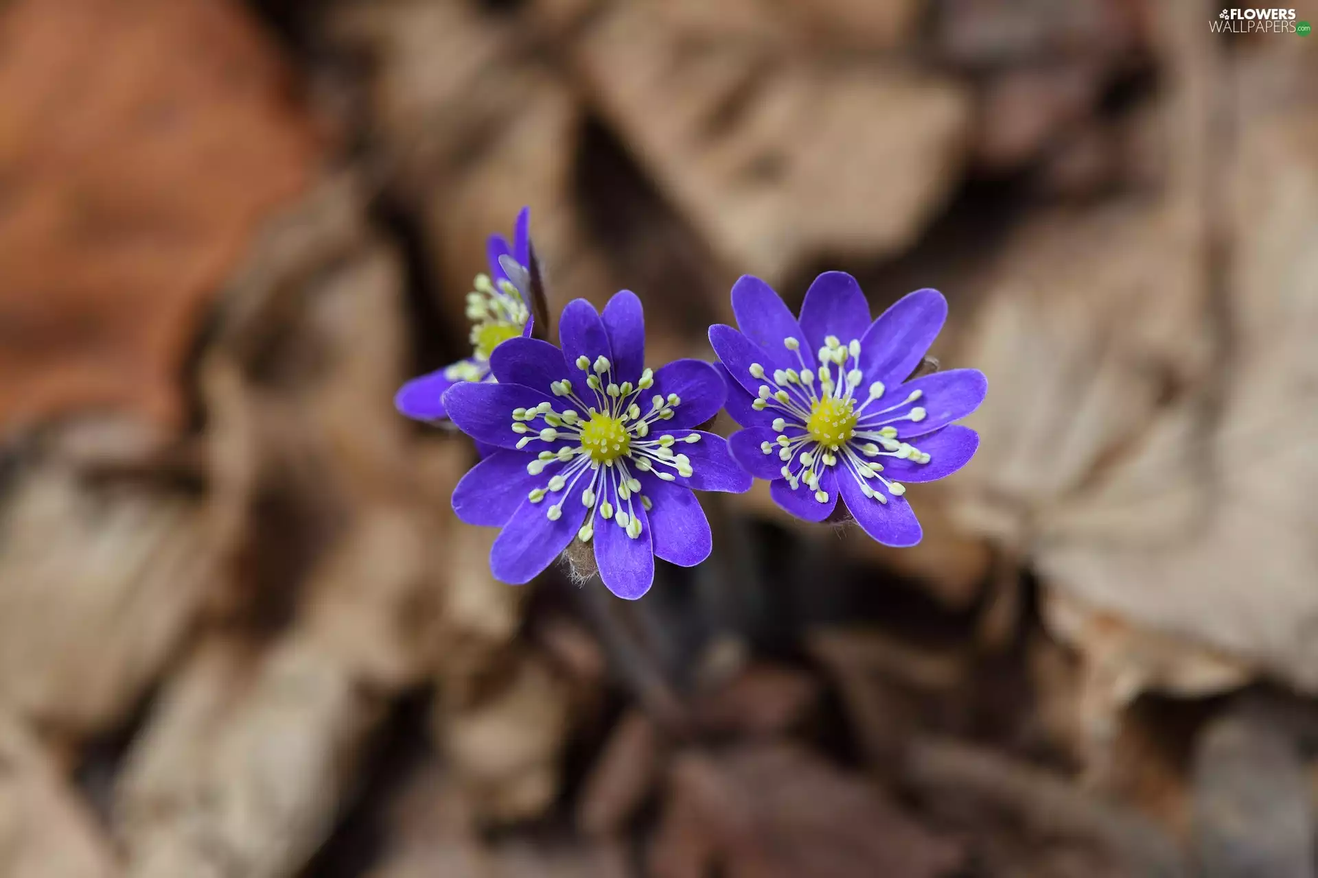 Liverworts, Flowers, Spring