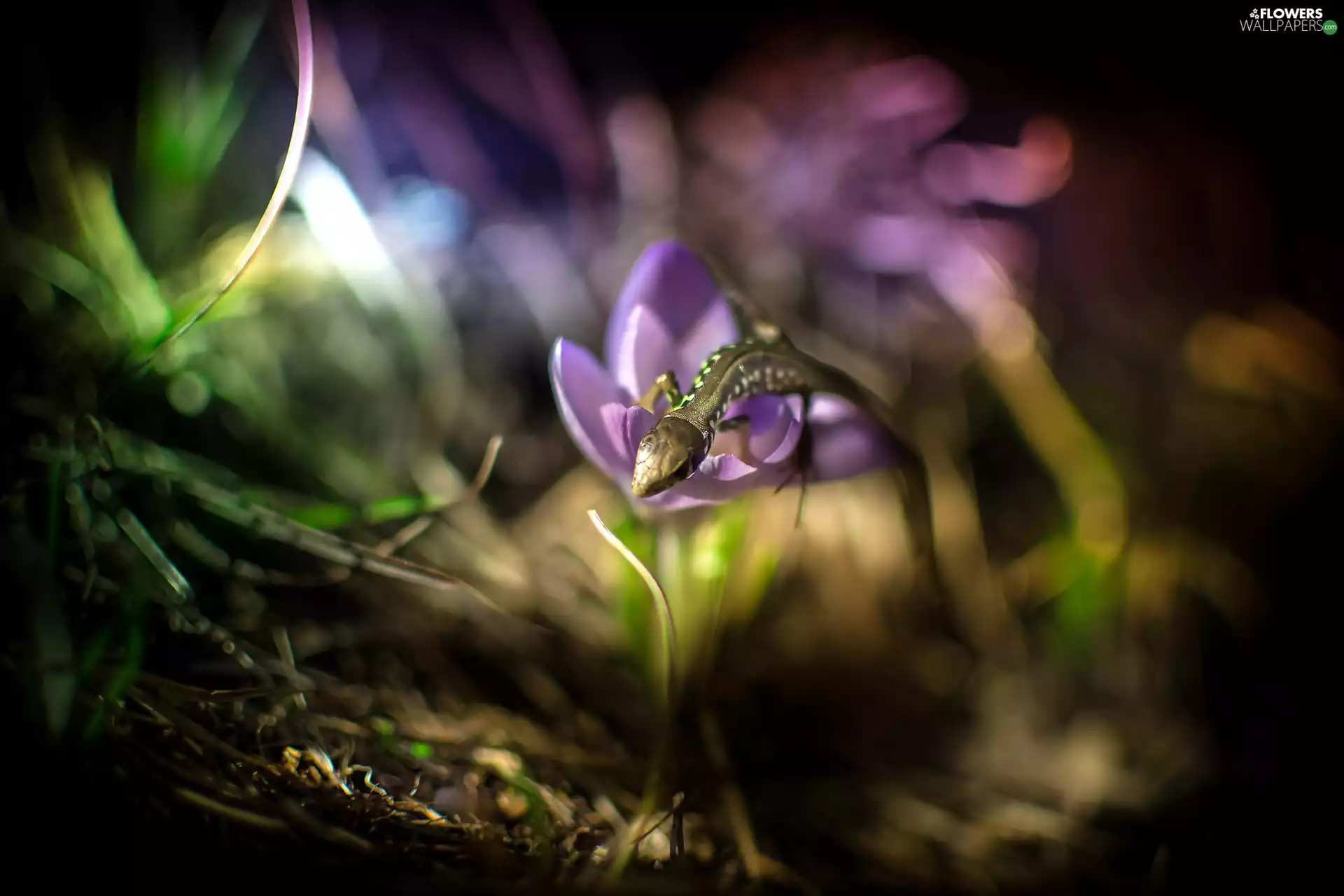 sun, crocus, luminosity, ligh, Colourfull Flowers, flash, lizard