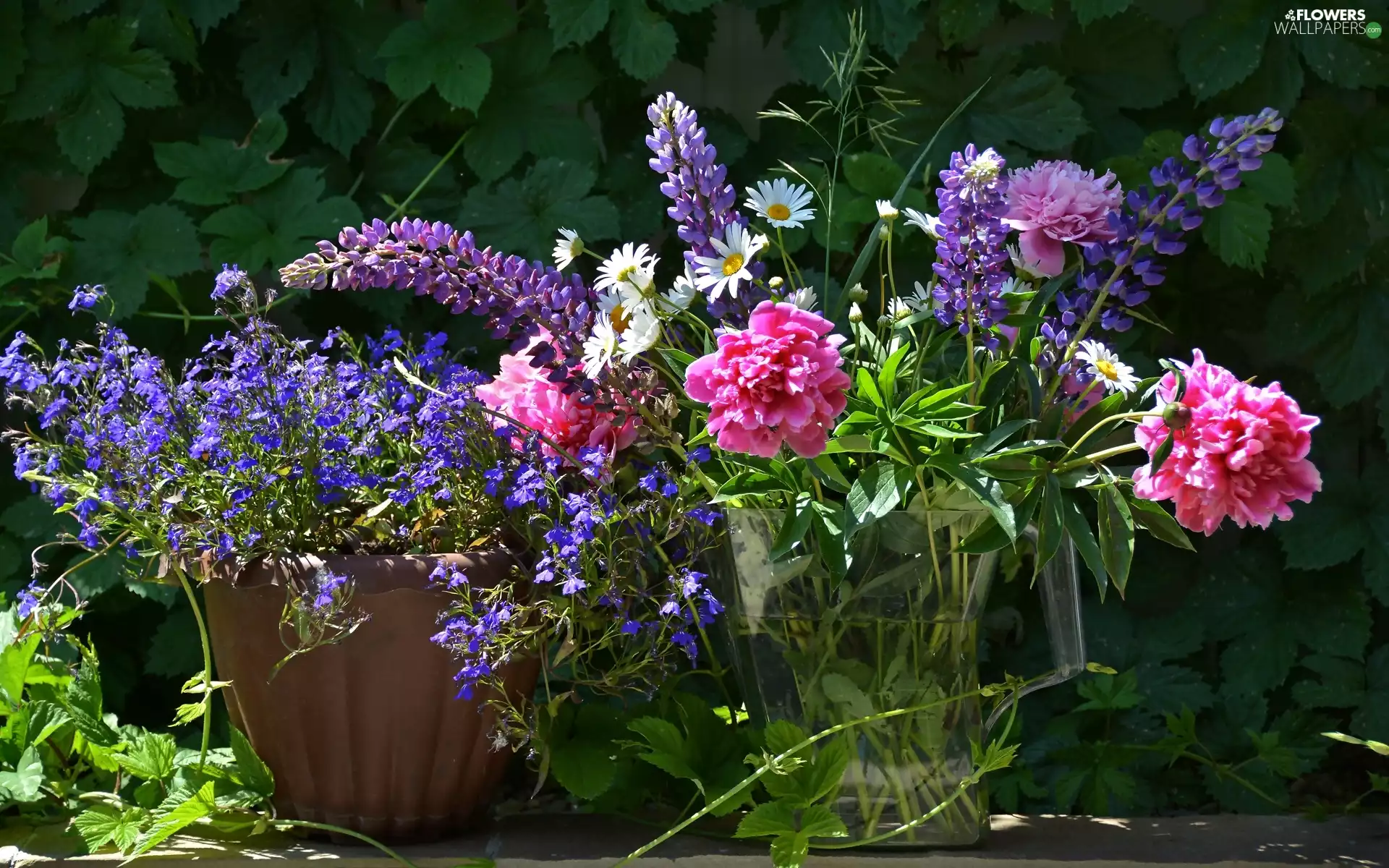 lupine, lobelia, bouquet, peony, Flowers