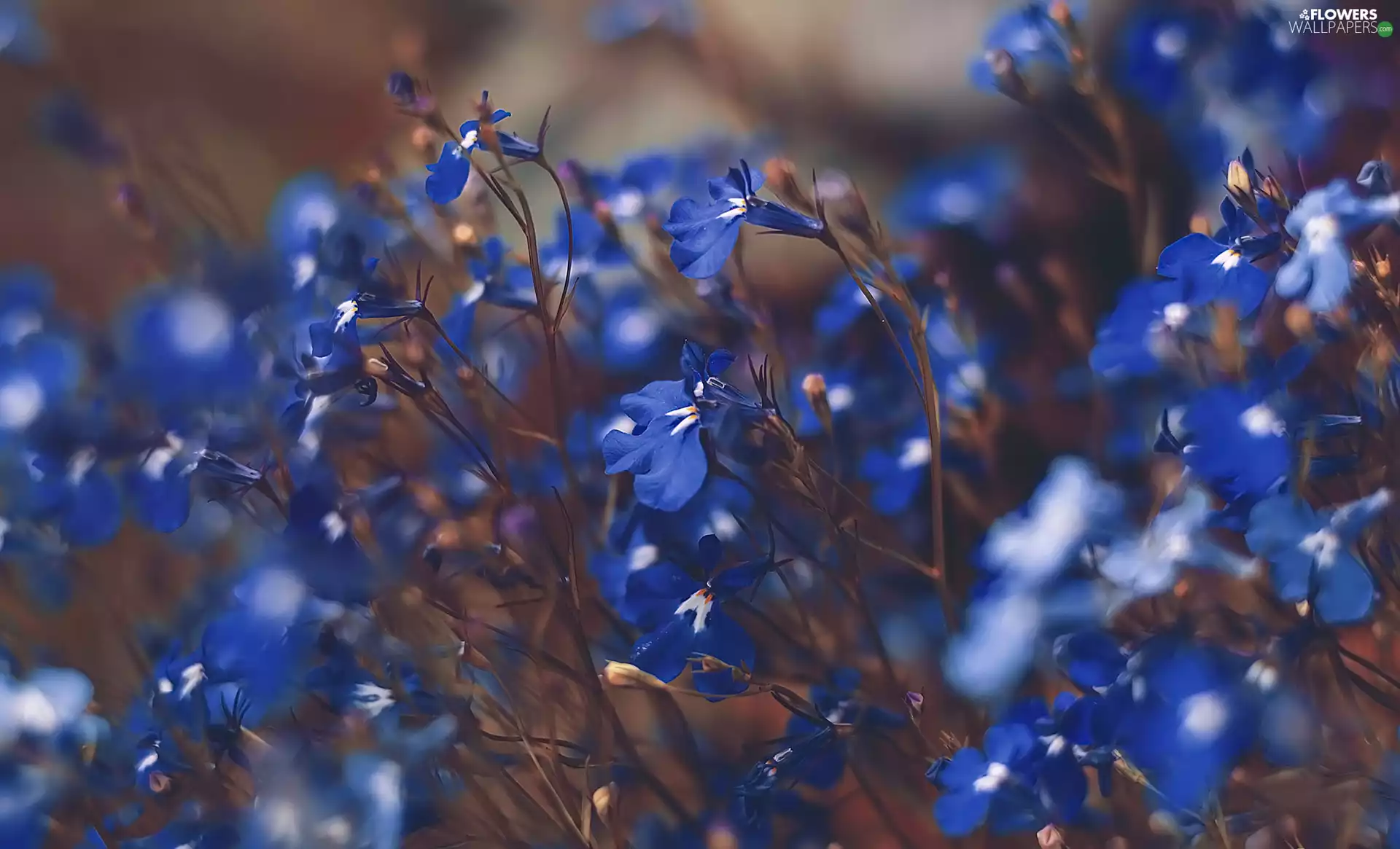 lobelia, Blue, Flowers