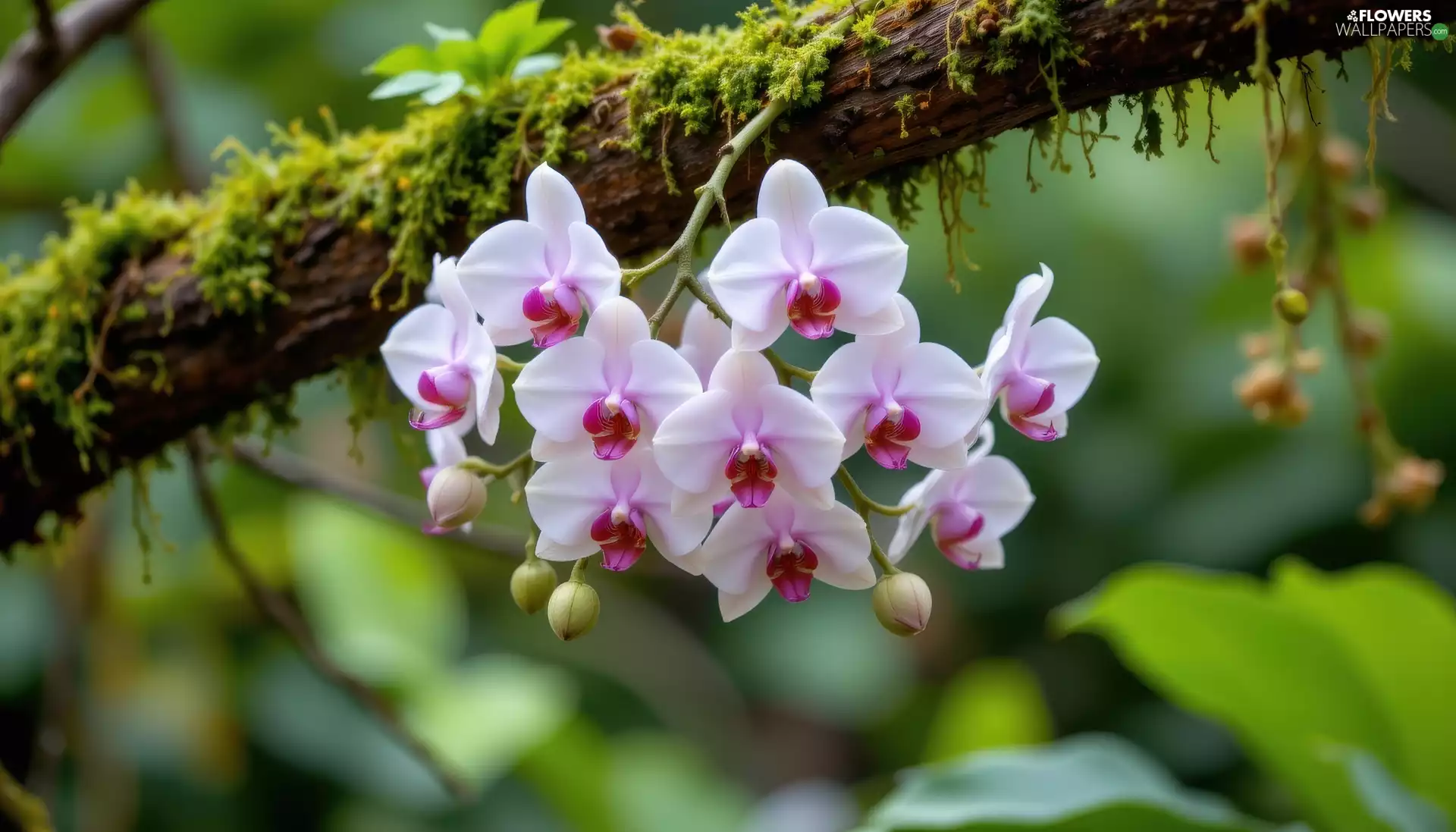 Lod on the beach, mossy, orchids, Light pink, Flowers