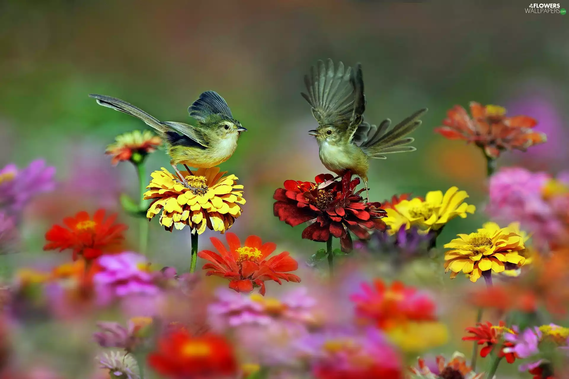 Birds on the log, Flowers, zinnia, wings