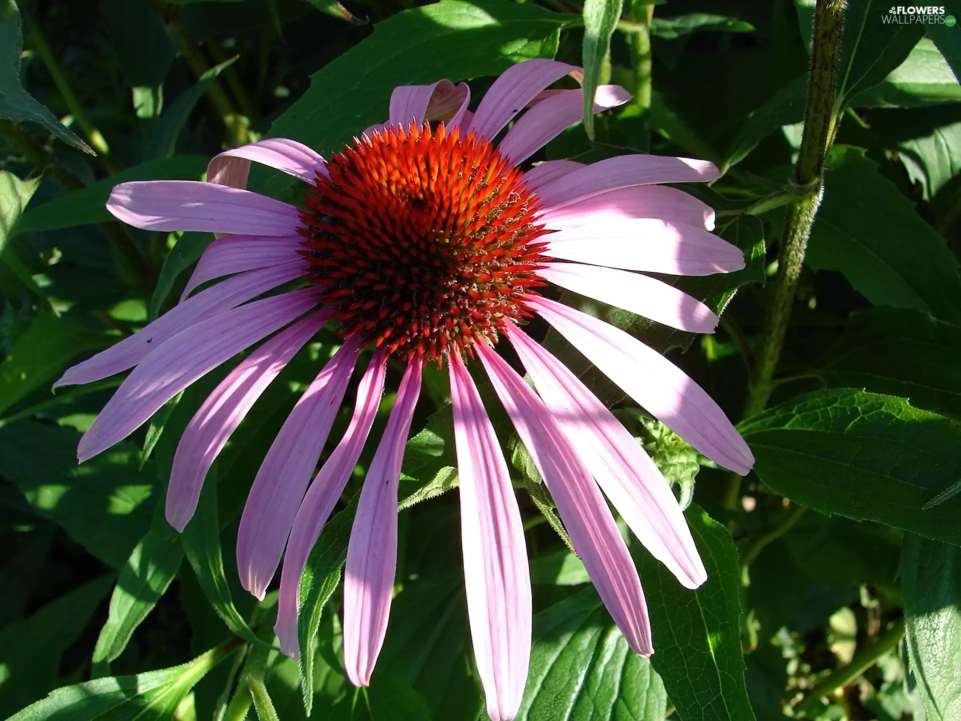 flakes, Colourfull Flowers, Longs