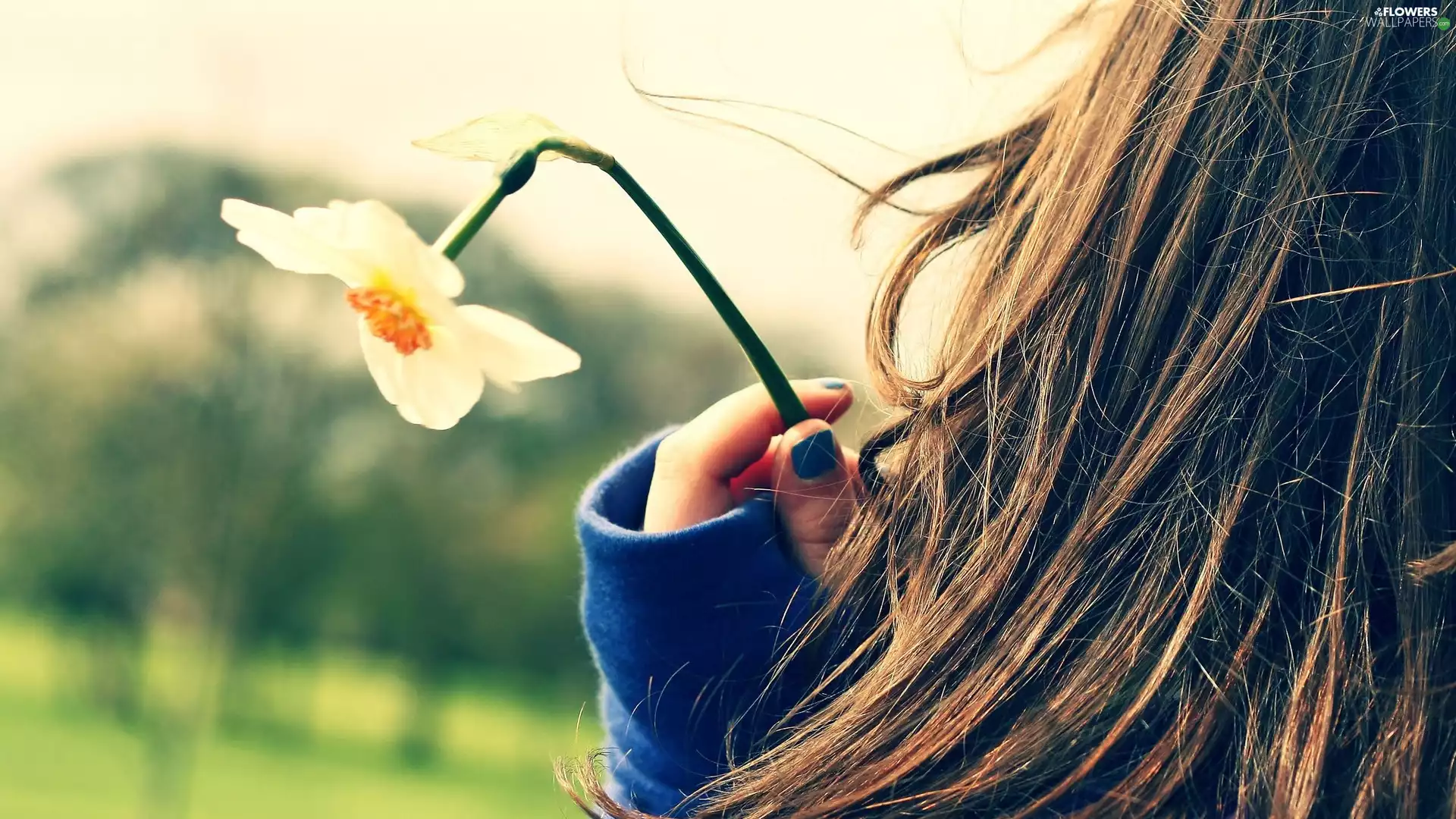Longs, Hair, narcissus, girl, spring