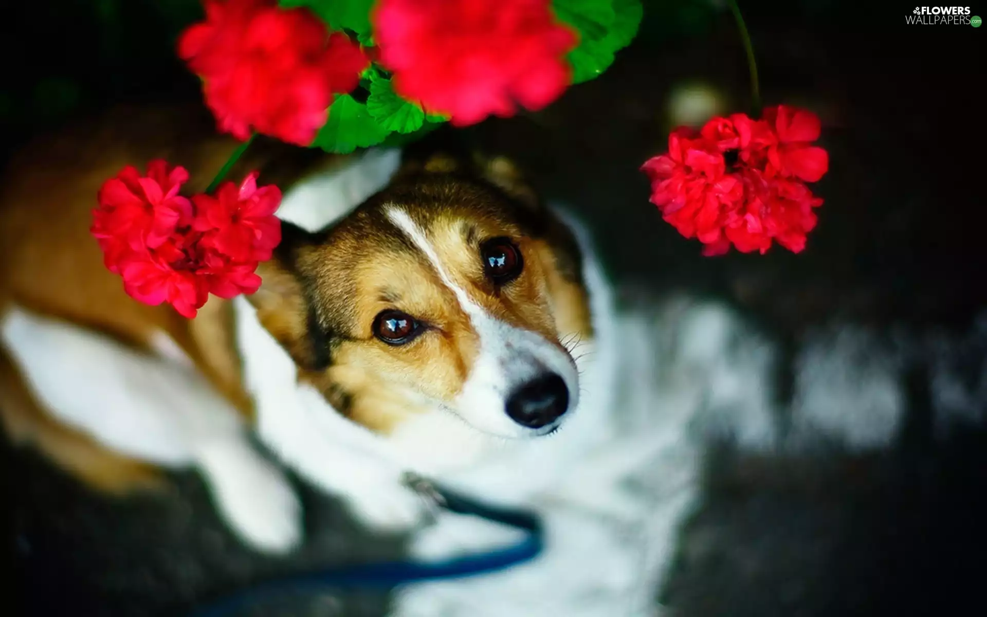 dog, geranium, The look