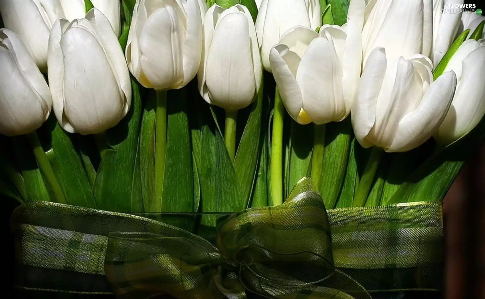 Green, Loop, white, tulips, bunch