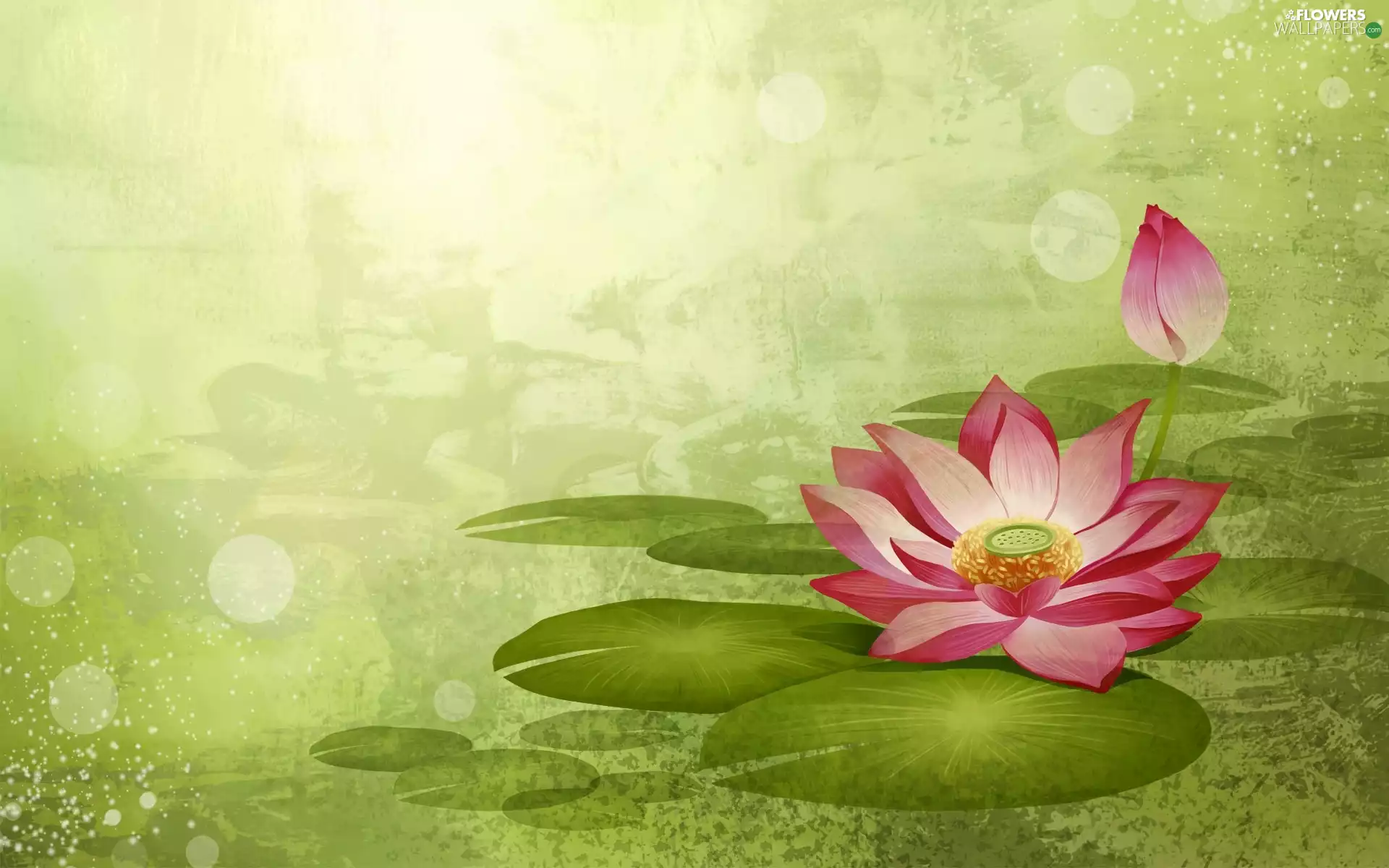 2D, Colourfull Flowers, lotus