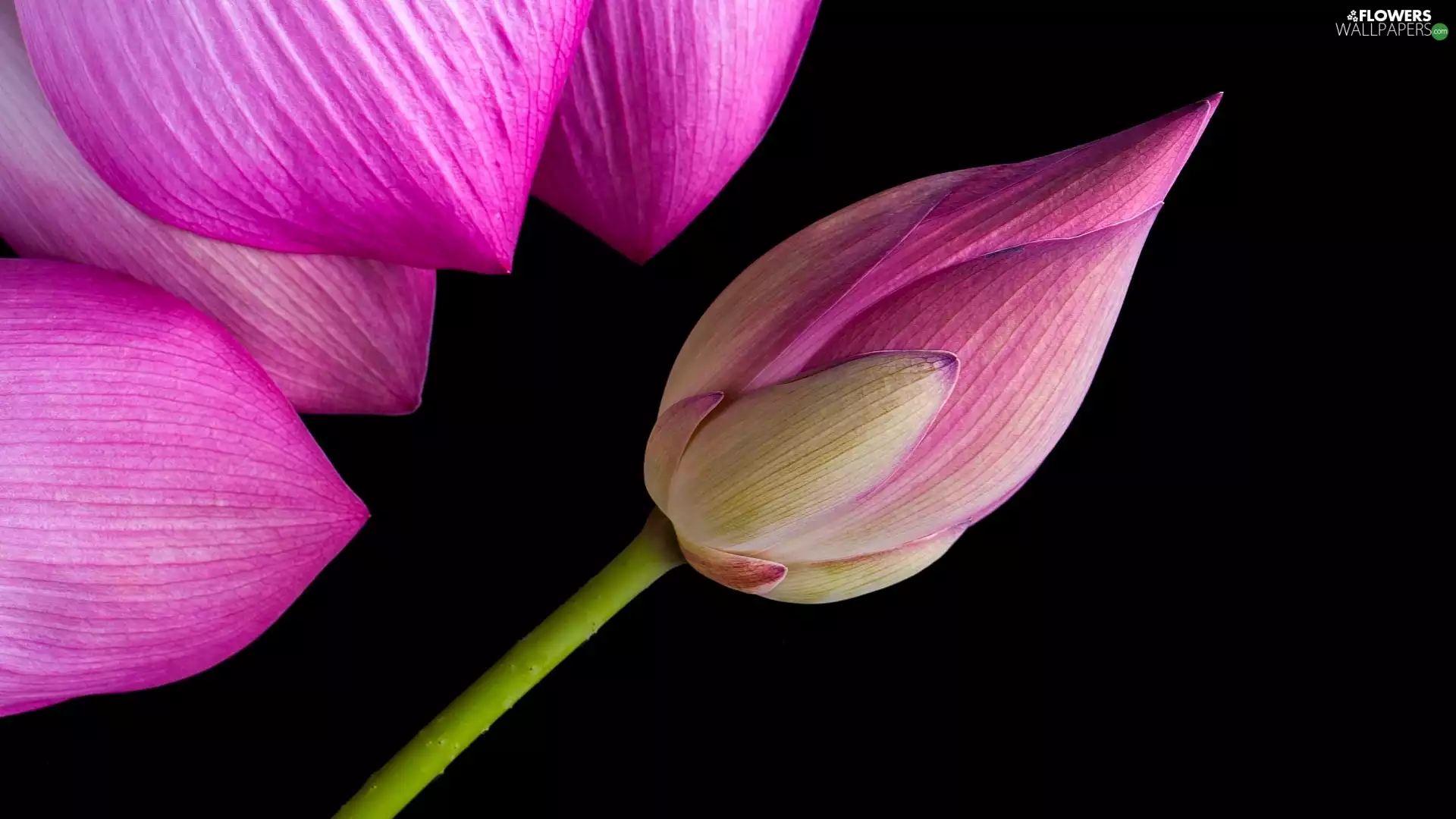 flakes, Dark Background, lotus, bud, Colourfull Flowers
