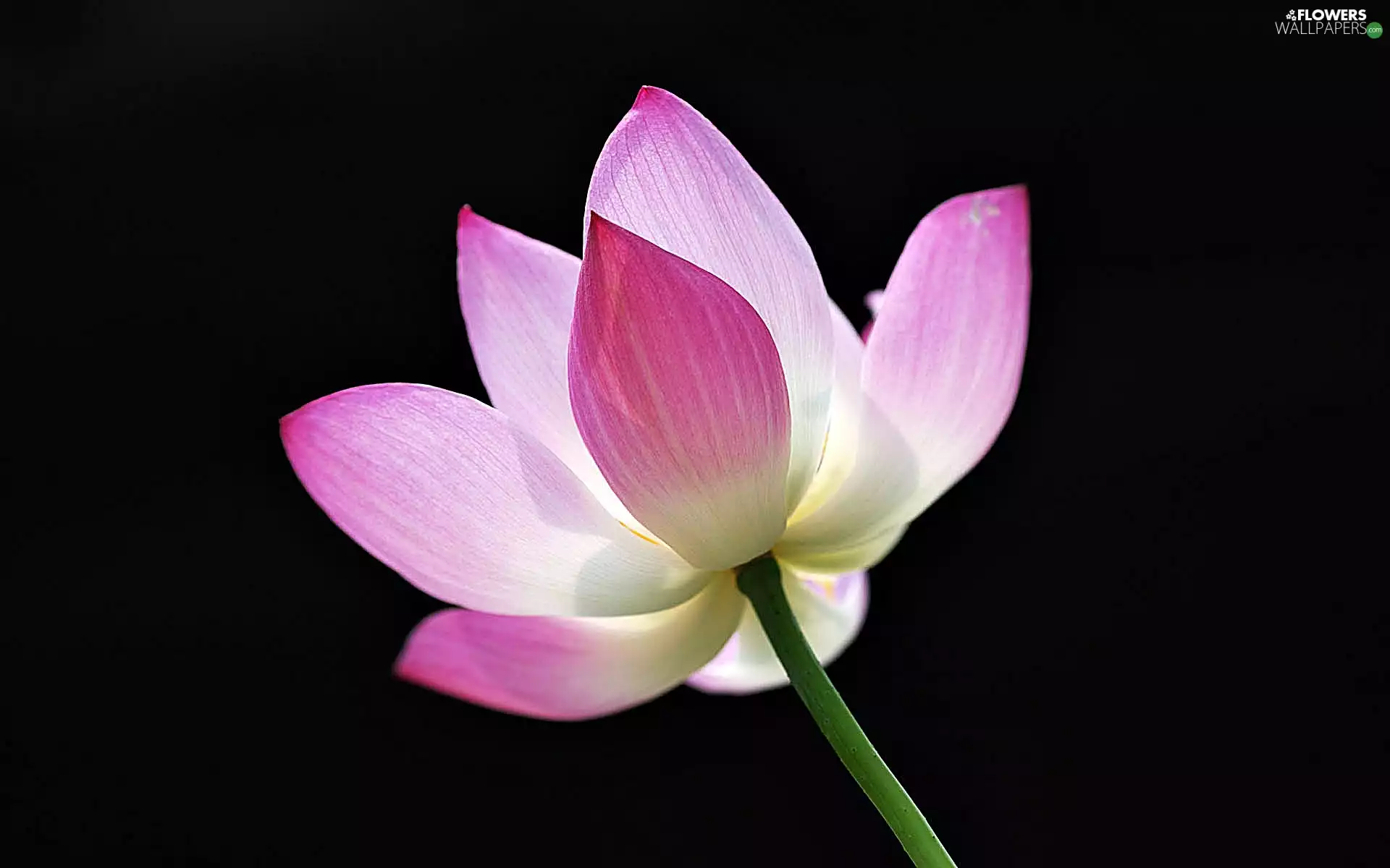 Beatyfull, lotus