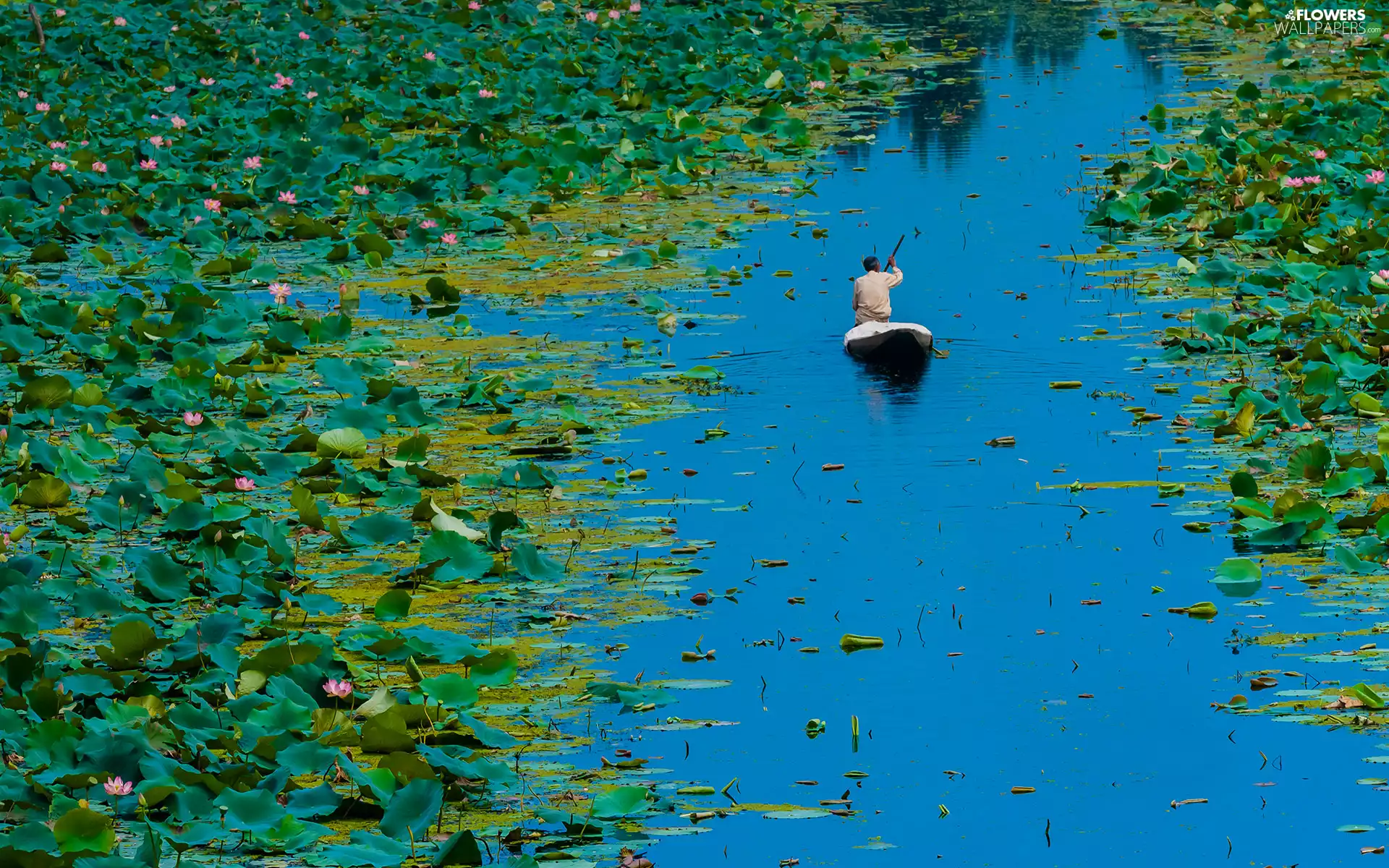india, lotus, Boat, Dal Lake