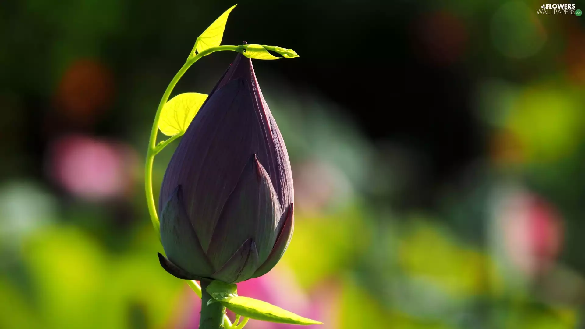 Lotus Flower, bud