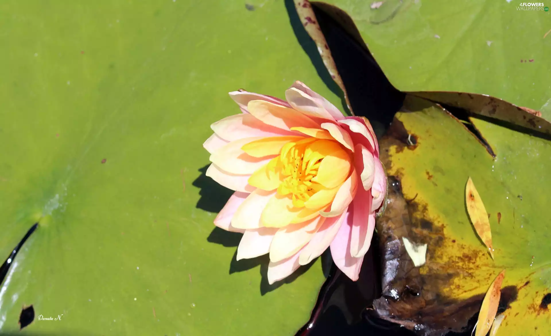 Leaf, Pond - car, lotus, Pink, Colourfull Flowers